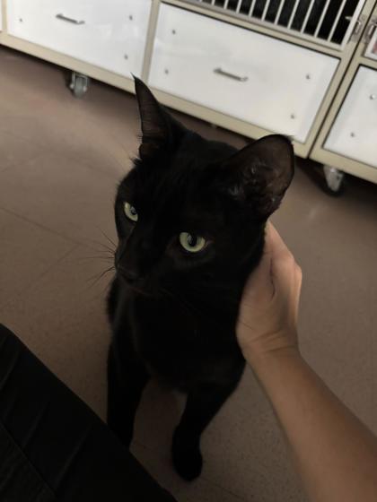 Enlarge Pedro Pascal, a ADOPTABLE Domestic Short Hair in Steamboat Springs, CO image 1/2