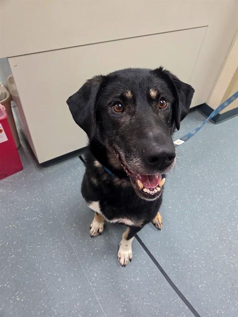 GINNY, Adoptable, Adult Male Husky & German Shepherd Dog.