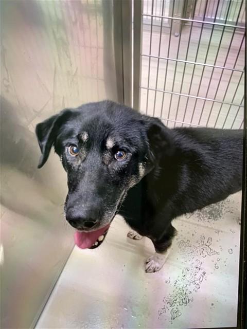 GINNY, Adoptable, Adult Male Husky & German Shepherd Dog.