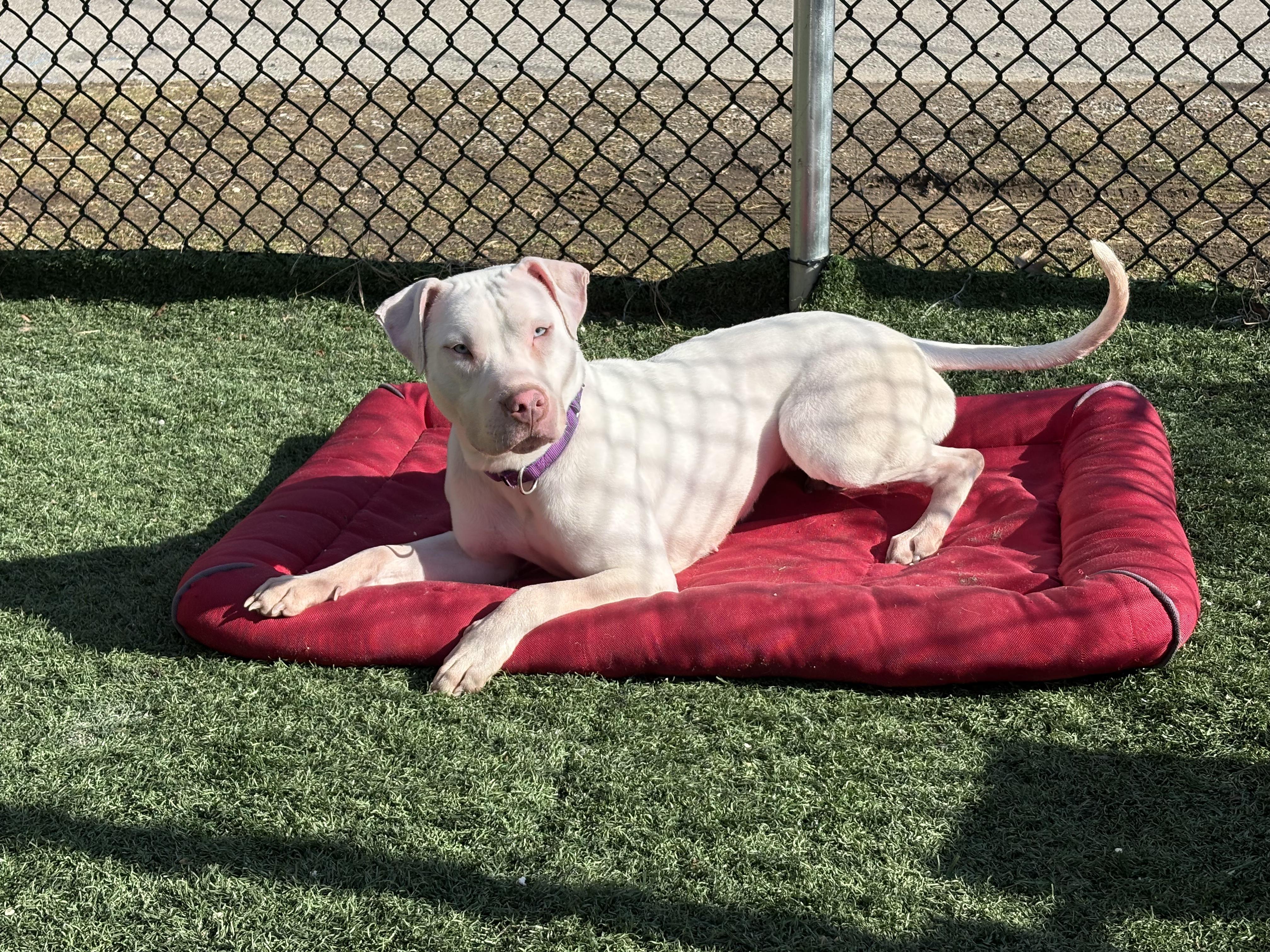 JELLY** DEAF** tinycauseadopt@gmail.com , a ADOPTABLE mixed breed in Vandergrift, PA image 3/6