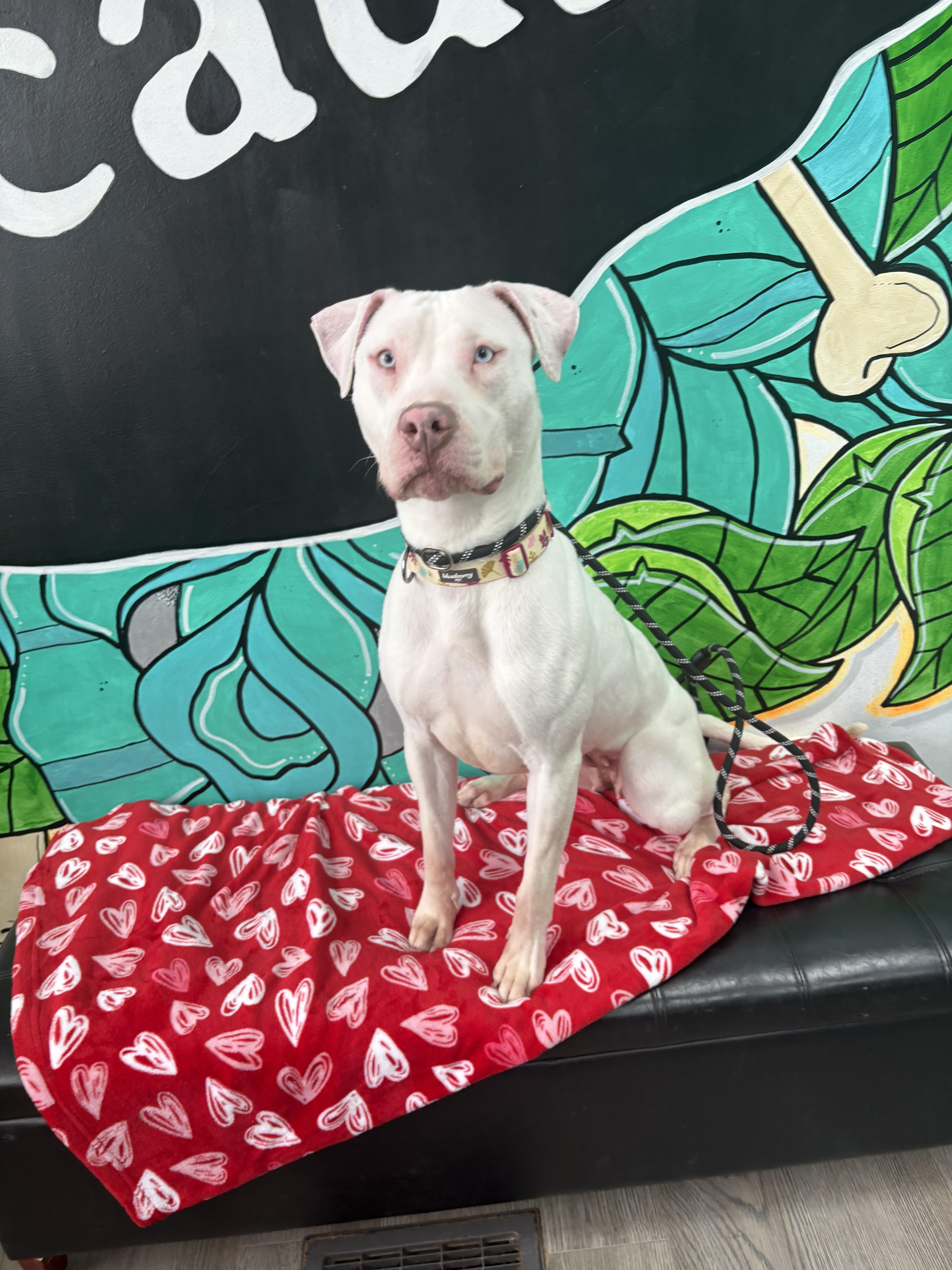 Enlarge JELLY** DEAF** tinycauseadopt@gmail.com , a ADOPTABLE mixed breed in Vandergrift, PA image 4/6