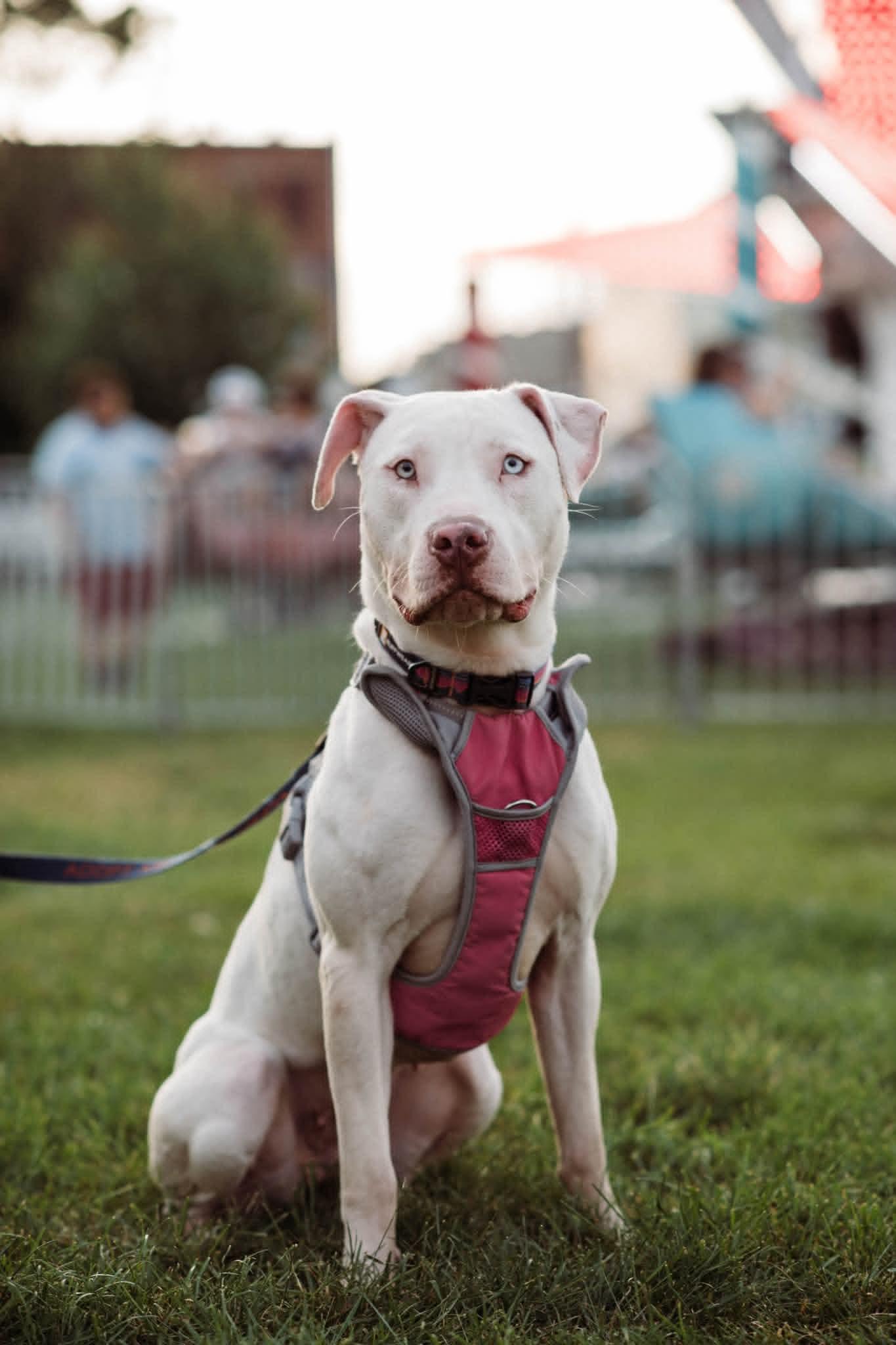 JELLY** DEAF** tinycauseadopt@gmail.com , ADOPTABLE, Young Female Pit Bull Terrier.