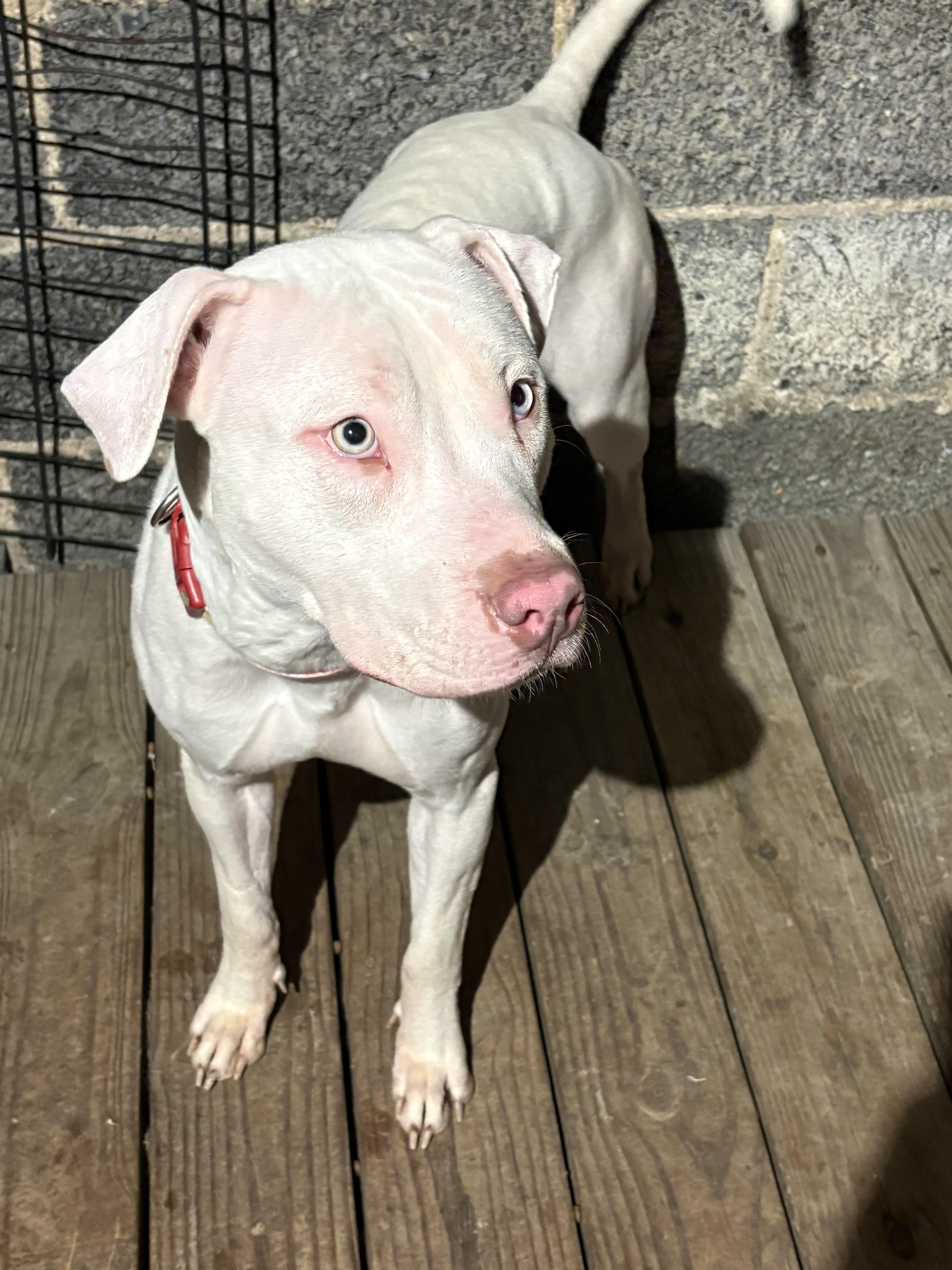 Enlarge JELLY** DEAF** tinycauseadopt@gmail.com , a ADOPTABLE Mixed Breed in Vandergrift, PA image 4/4