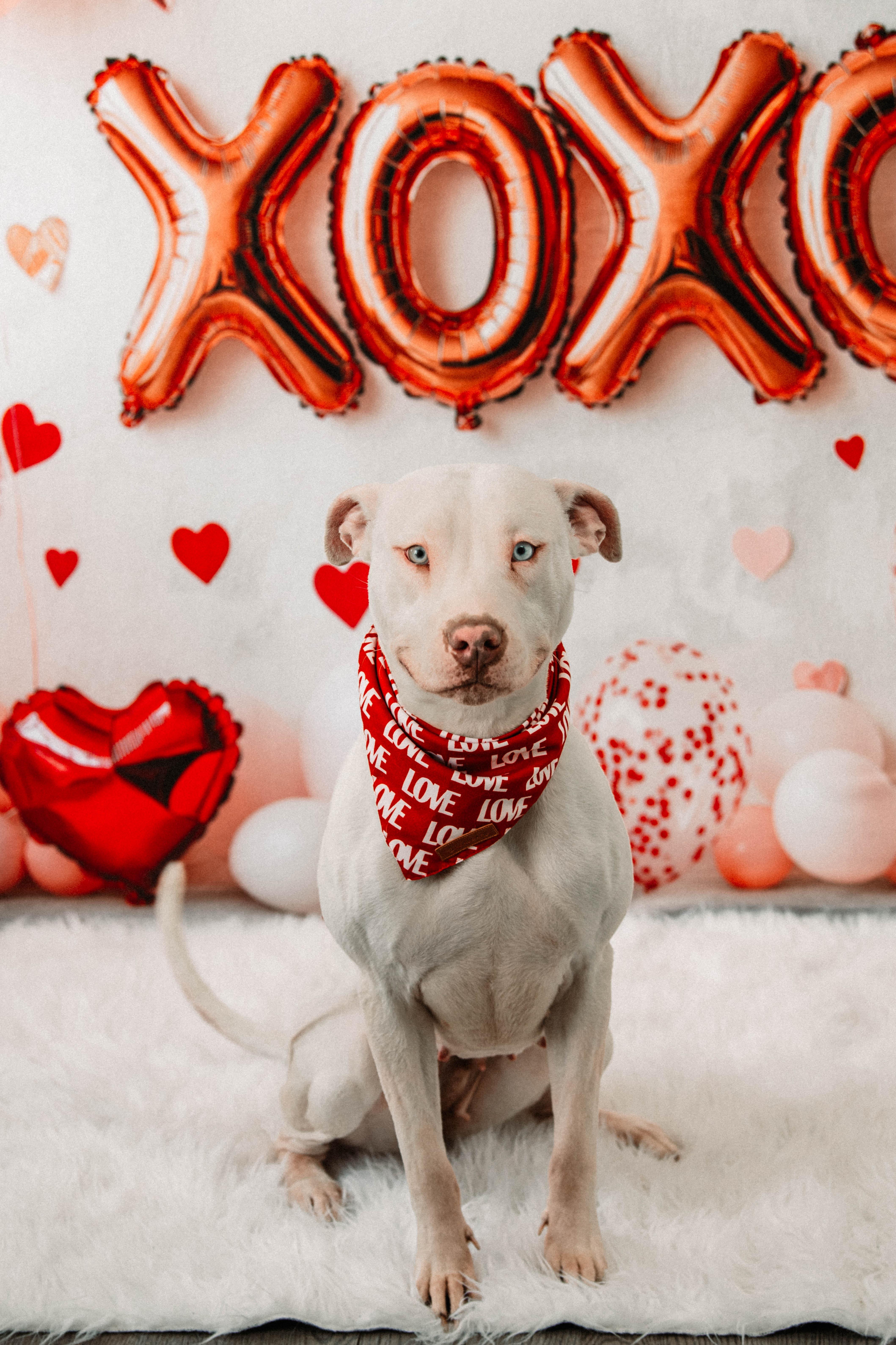 JELLY** DEAF** tinycauseadopt@gmail.com , ADOPTABLE, Young Female Pit Bull Terrier.