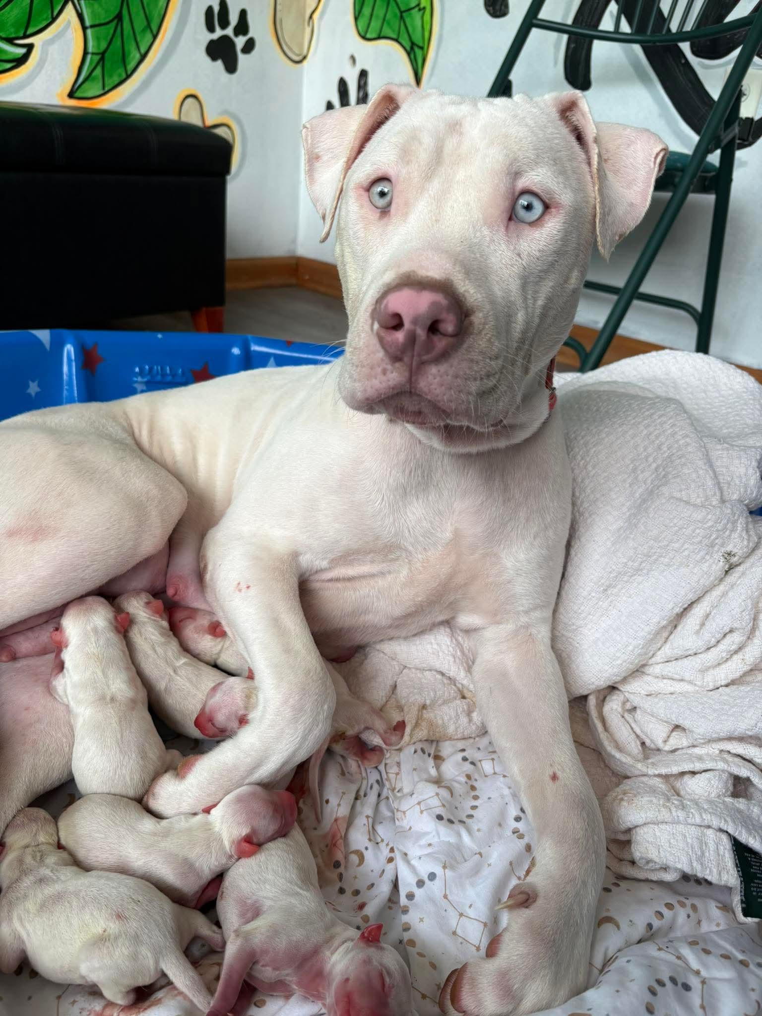 Enlarge JELLY** DEAF** tinycauseadopt@gmail.com , a ADOPTABLE Mixed Breed in Vandergrift, PA image 2/4