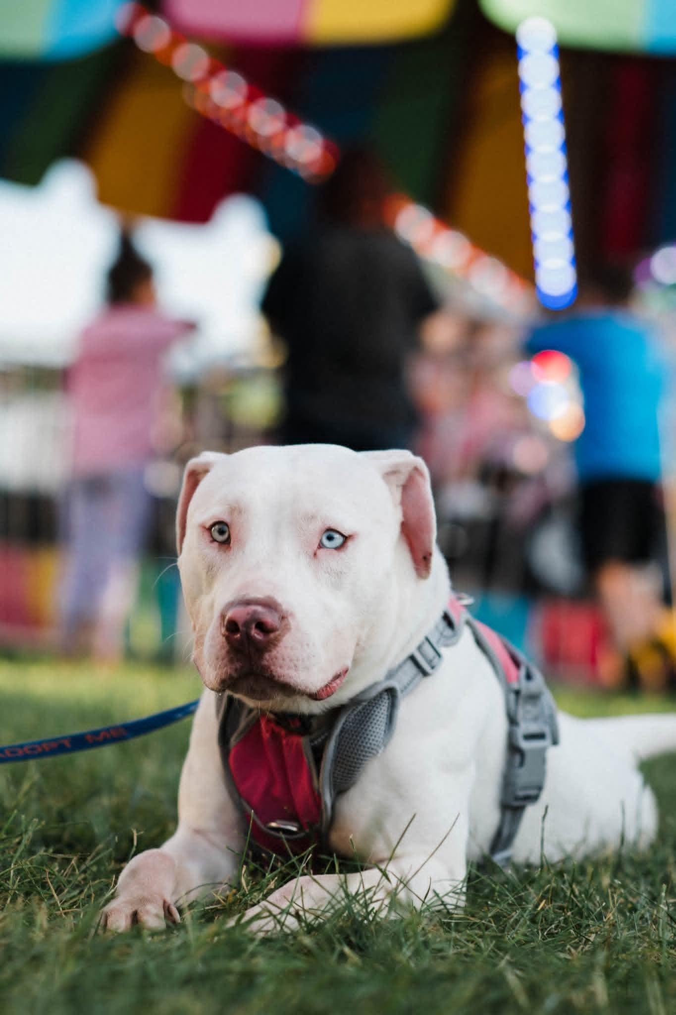 JELLY** DEAF** tinycauseadopt@gmail.com , a ADOPTABLE mixed breed in Vandergrift, PA image 2/6