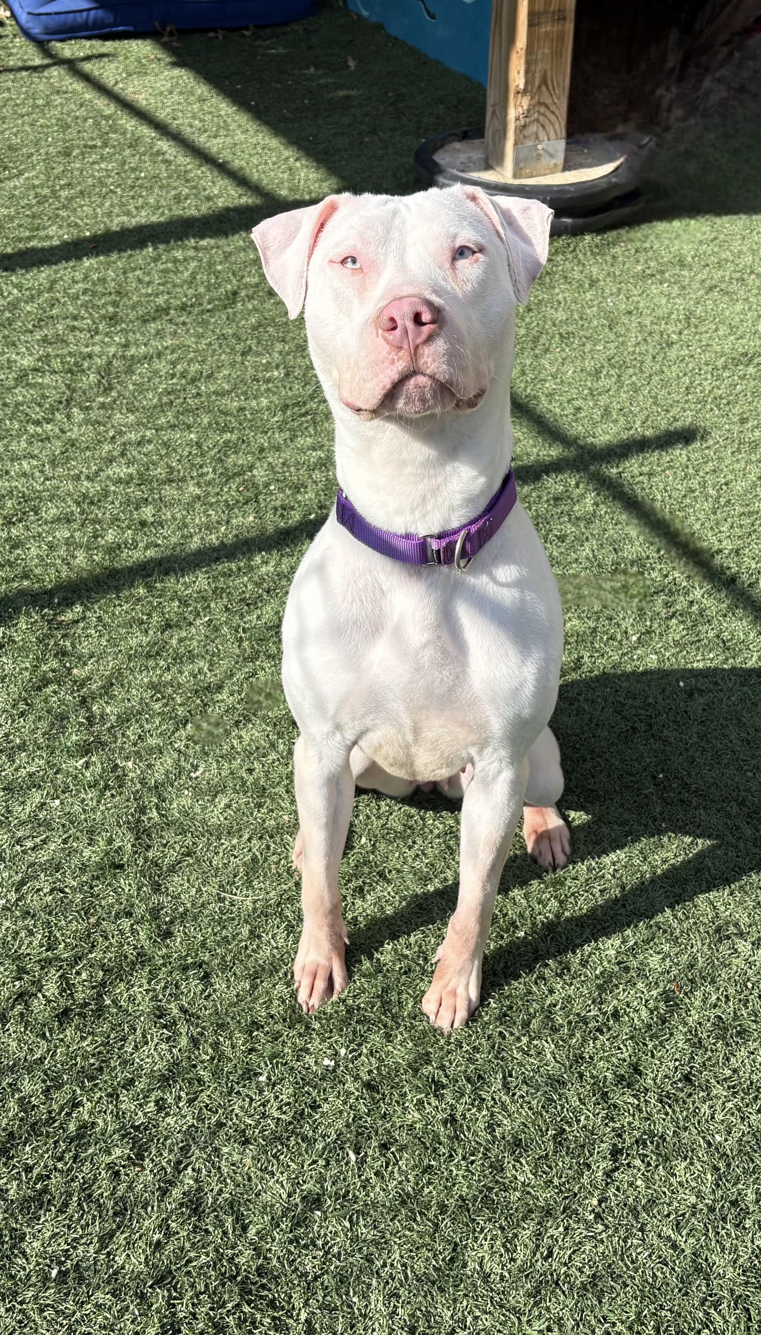 JELLY** DEAF** tinycauseadopt@gmail.com , a ADOPTABLE mixed breed in Vandergrift, PA image 5/6