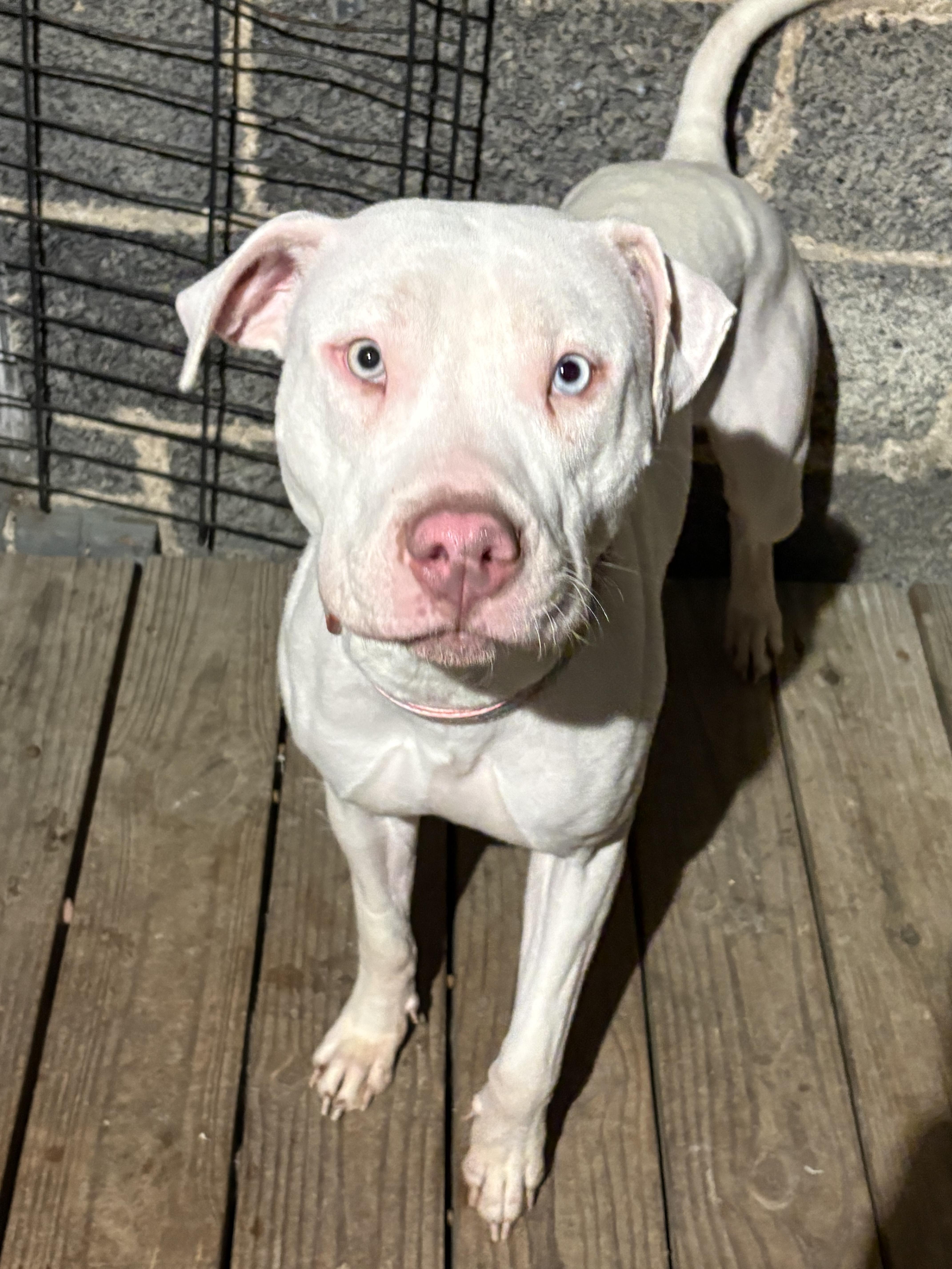 Enlarge JELLY** DEAF** tinycauseadopt@gmail.com , a ADOPTABLE Mixed Breed in Vandergrift, PA image 3/4