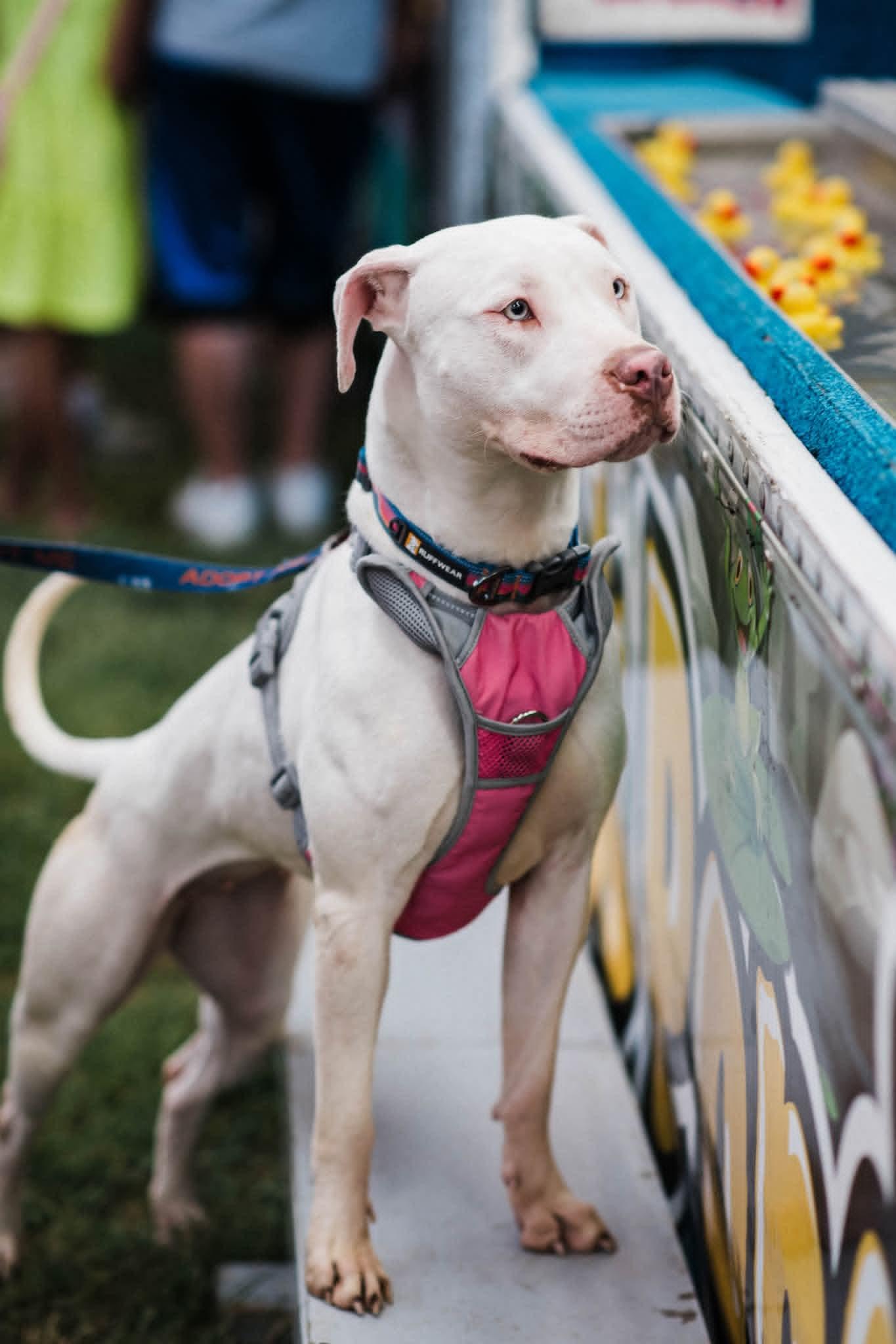 JELLY** DEAF** tinycauseadopt@gmail.com , a ADOPTABLE mixed breed in Vandergrift, PA image 4/6