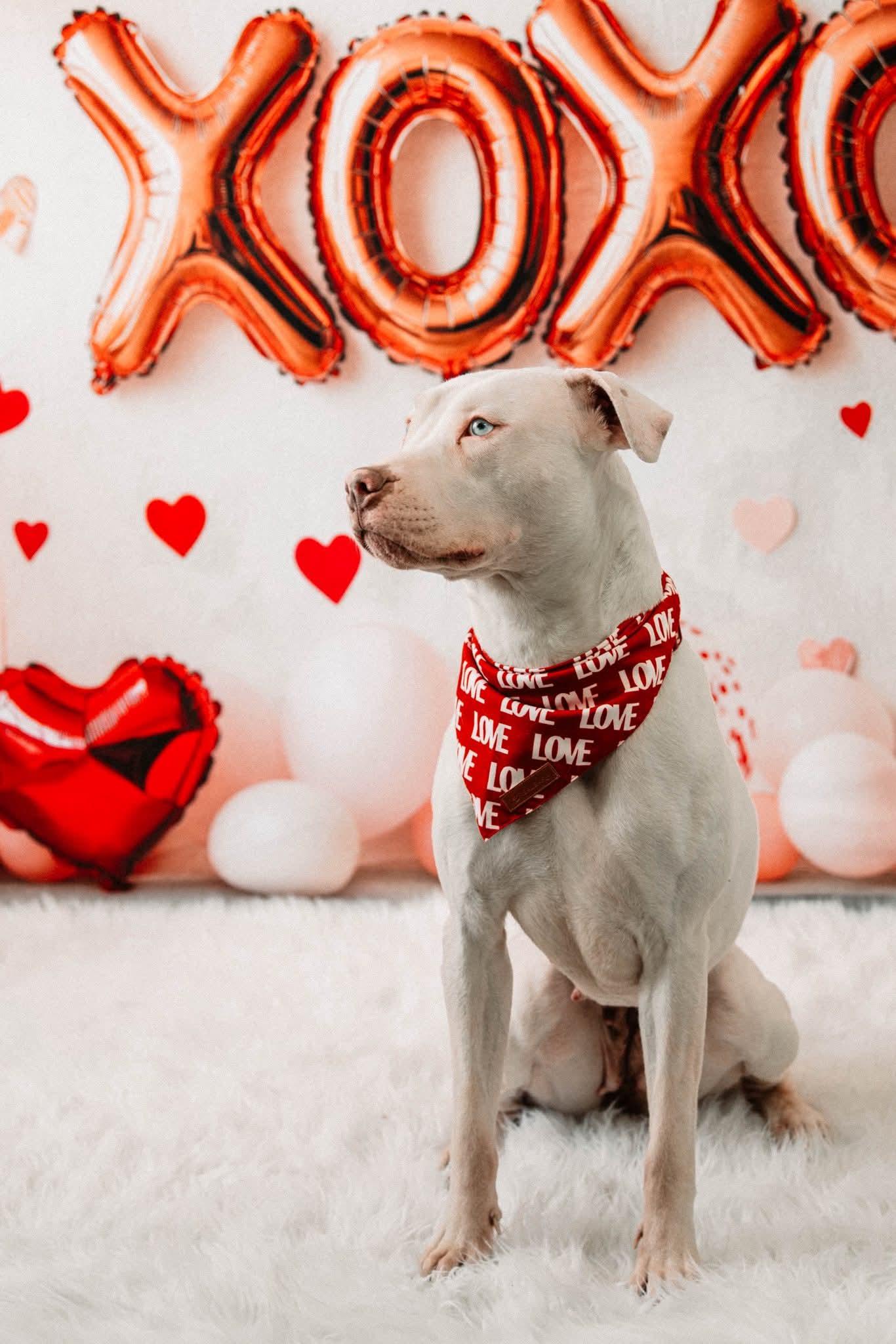 Enlarge JELLY** DEAF** tinycauseadopt@gmail.com , a ADOPTABLE mixed breed in Vandergrift, PA image 2/6