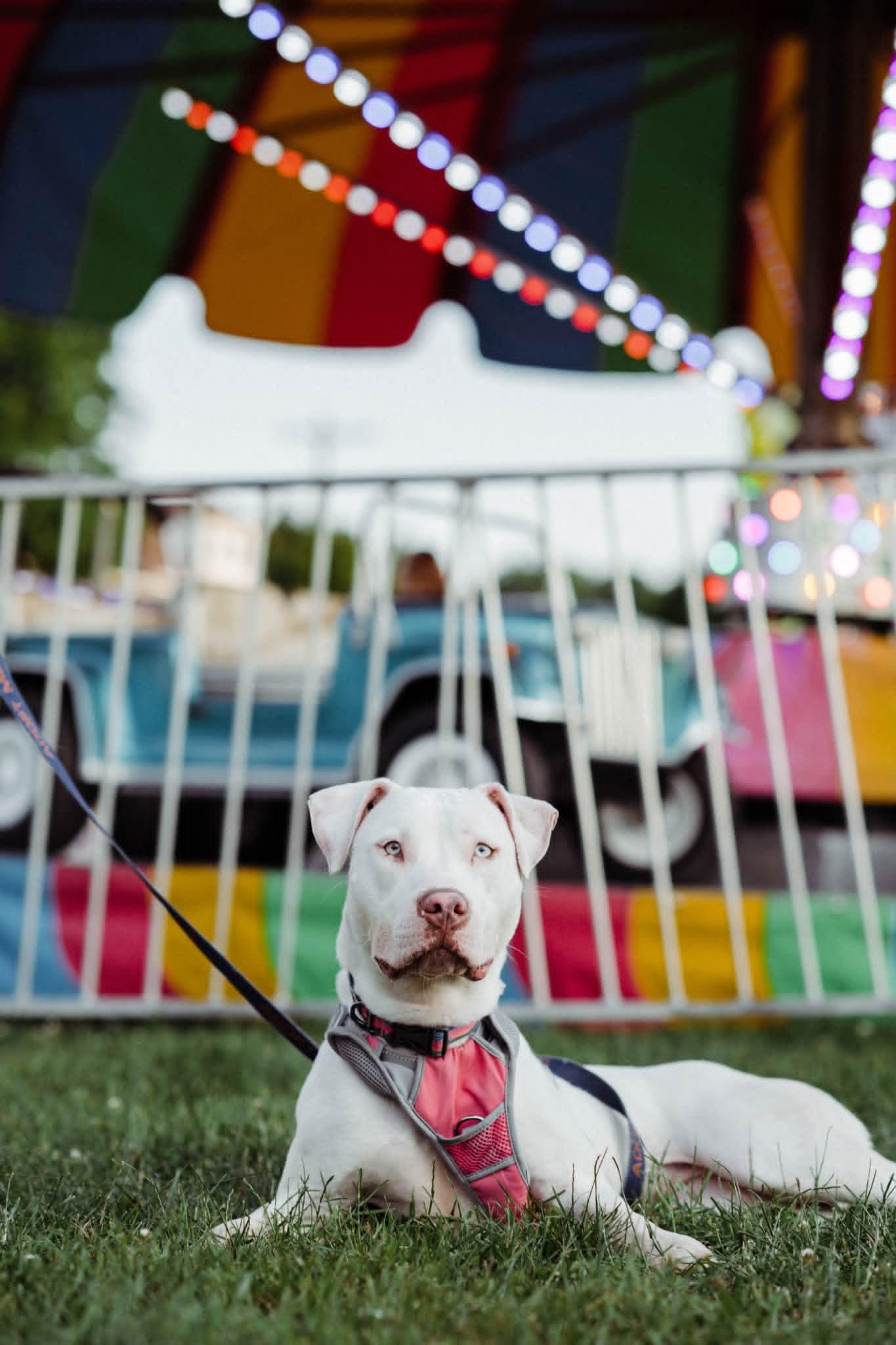 JELLY** DEAF** tinycauseadopt@gmail.com , a ADOPTABLE mixed breed in Vandergrift, PA image 3/6