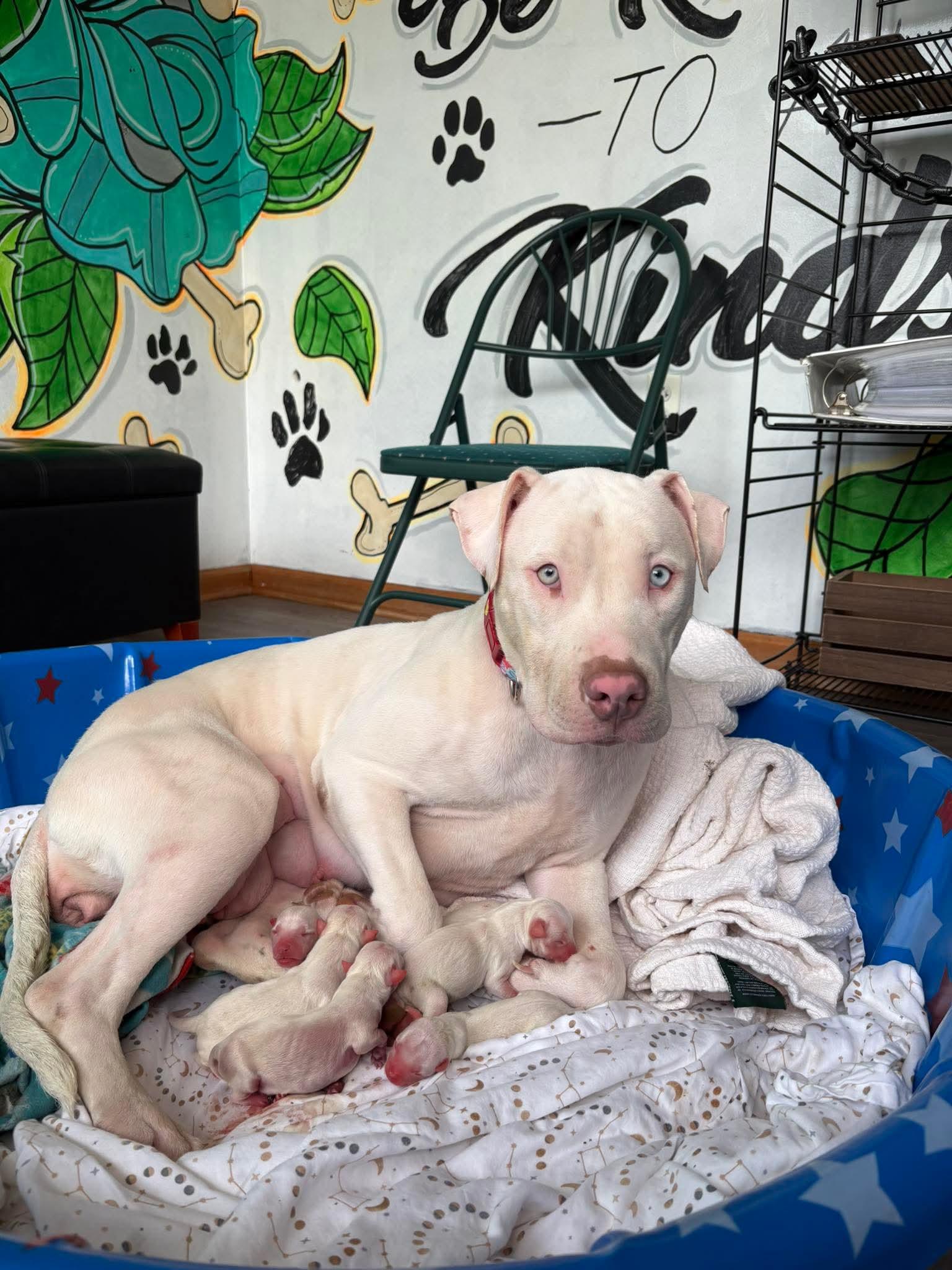 Enlarge JELLY** DEAF** tinycauseadopt@gmail.com , a ADOPTABLE Mixed Breed in Vandergrift, PA image 1/4