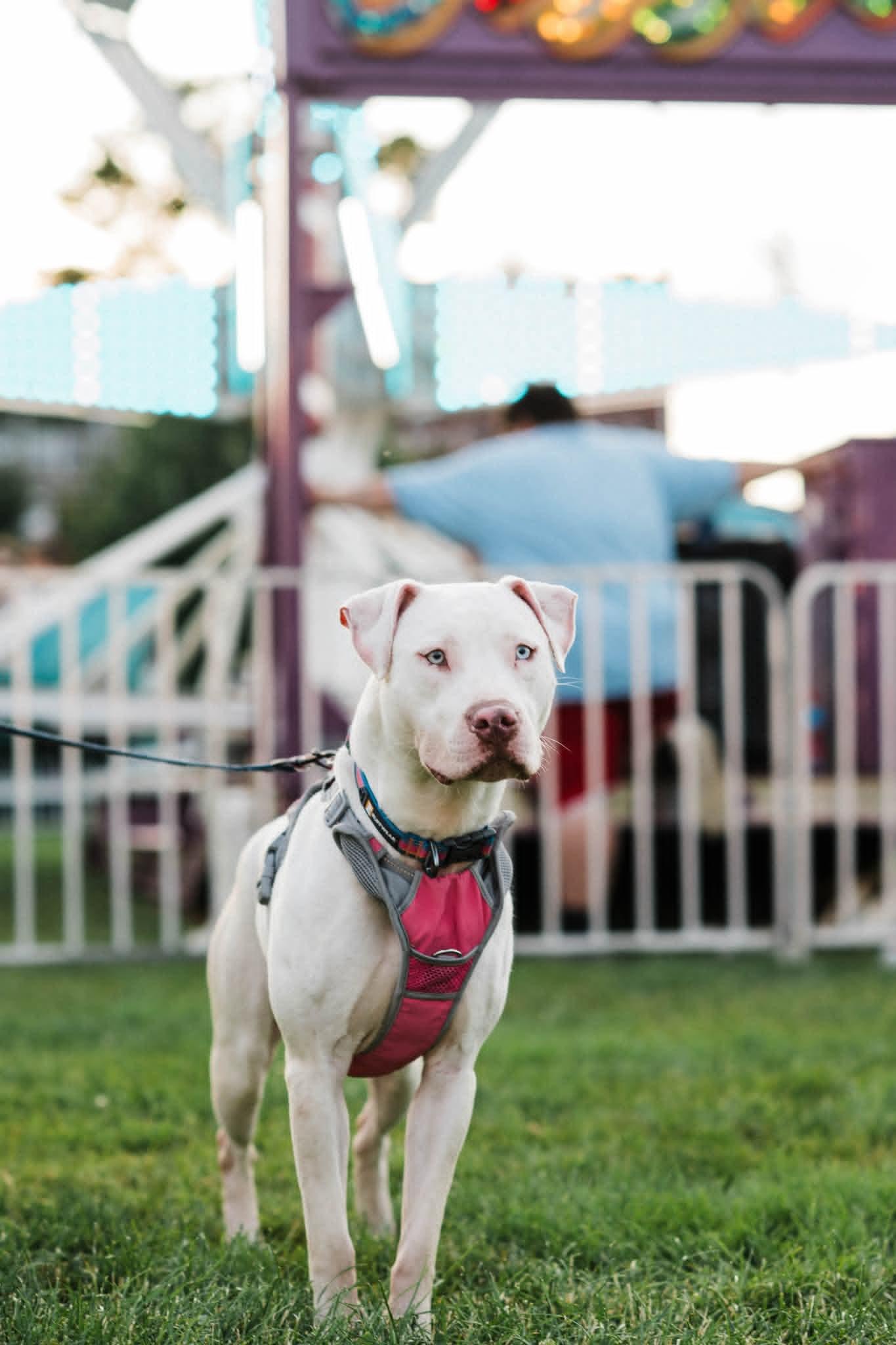 JELLY** DEAF** tinycauseadopt@gmail.com , a ADOPTABLE mixed breed in Vandergrift, PA image 5/6