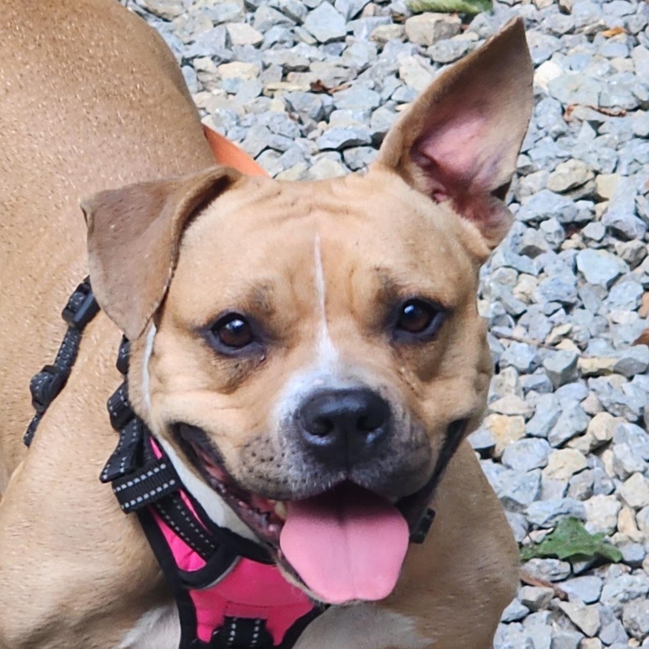 Enlarge Lottie, a ADOPTABLE mixed breed in East Peoria, IL image 3/5
