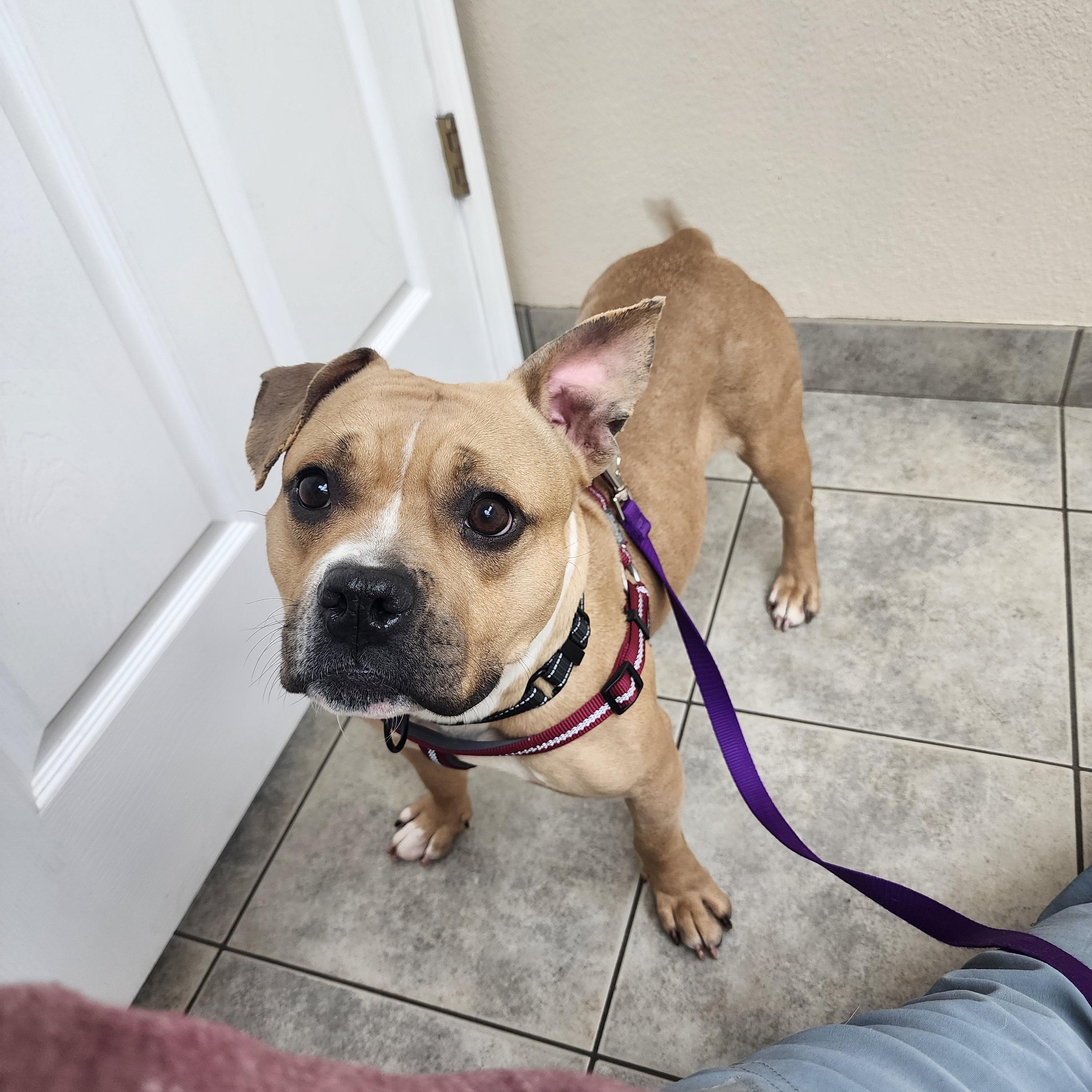 Enlarge Lottie, a ADOPTABLE mixed breed in East Peoria, IL image 4/5