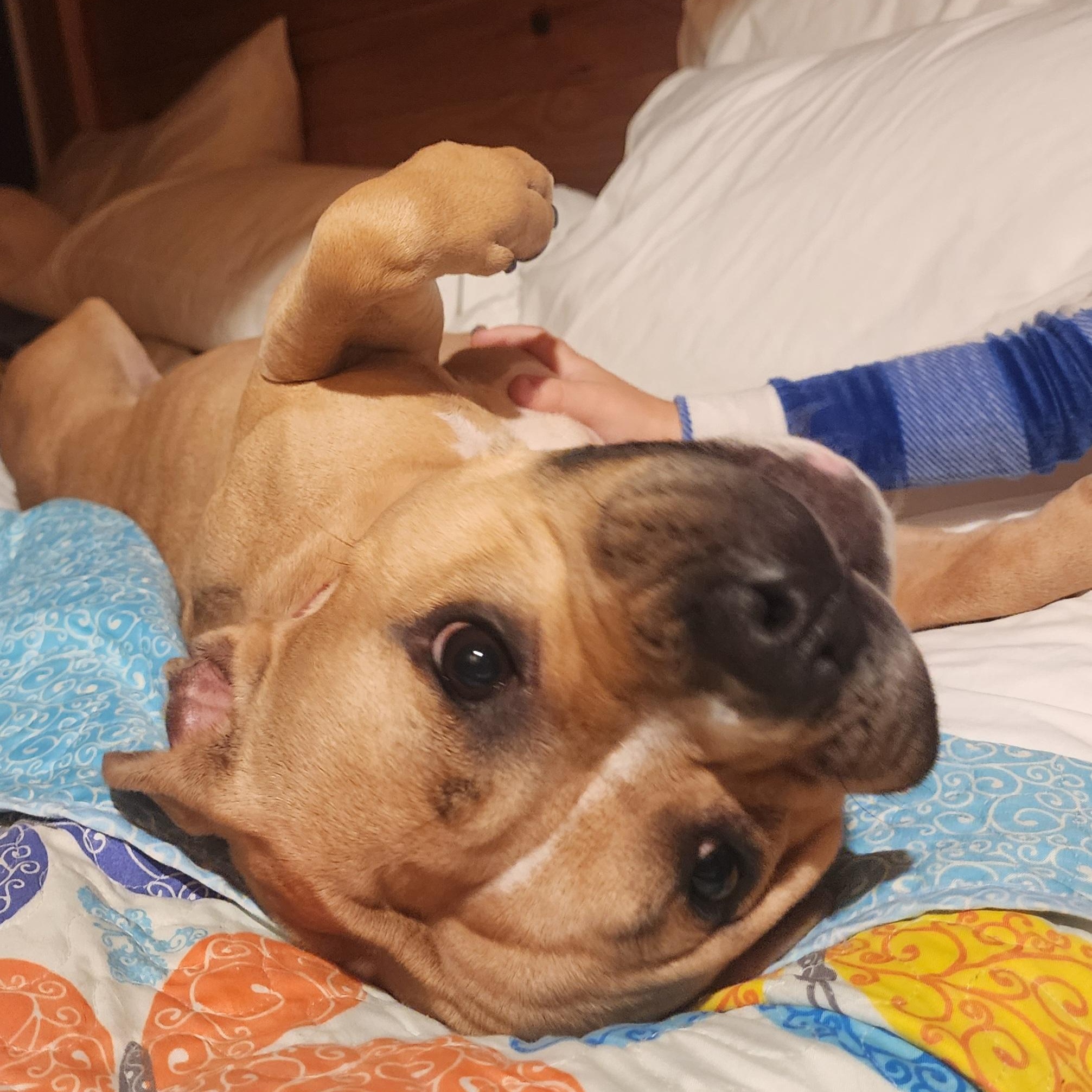 Enlarge Lottie, a ADOPTABLE mixed breed in East Peoria, IL image 1/5