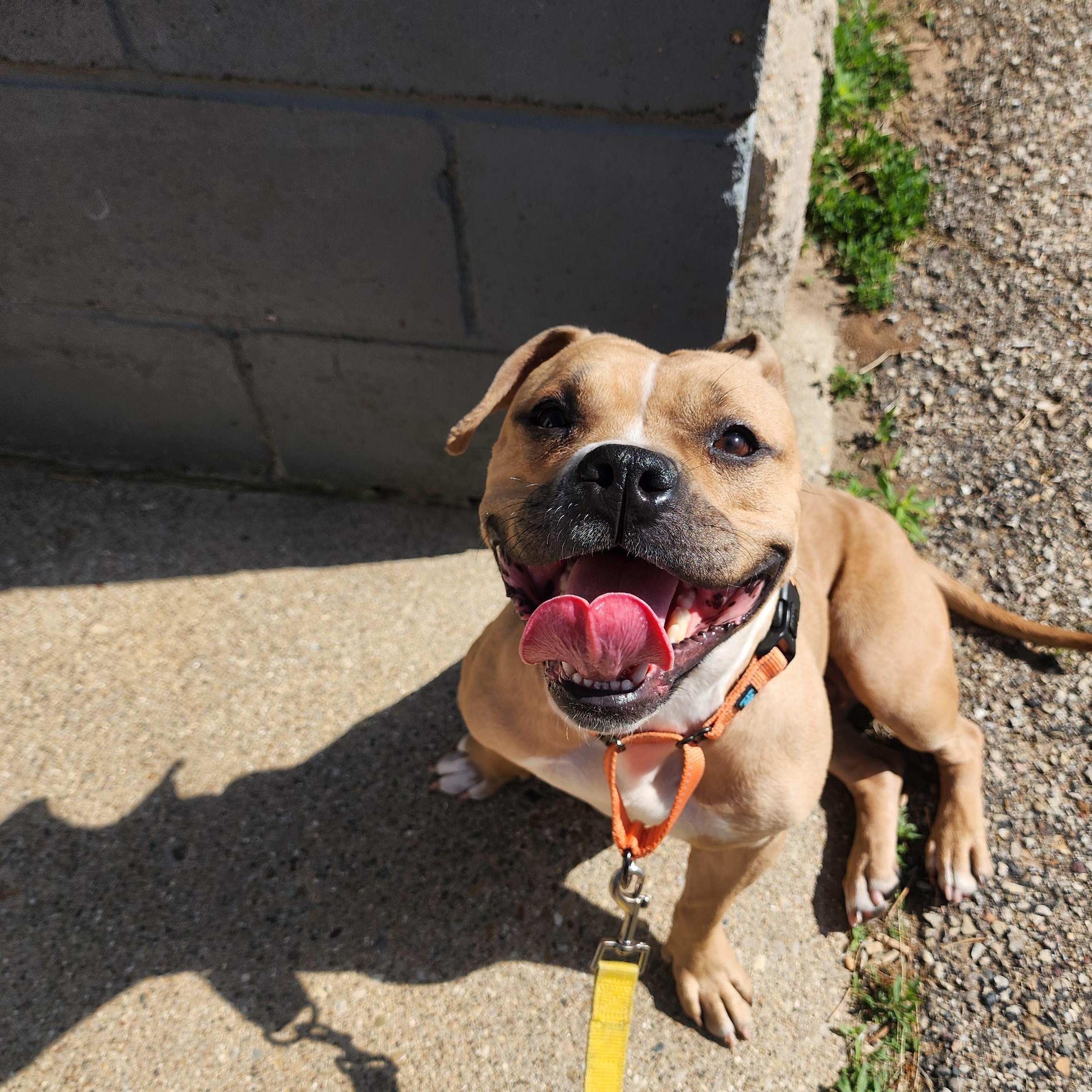 Enlarge Lottie, a ADOPTABLE mixed breed in East Peoria, IL image 5/5