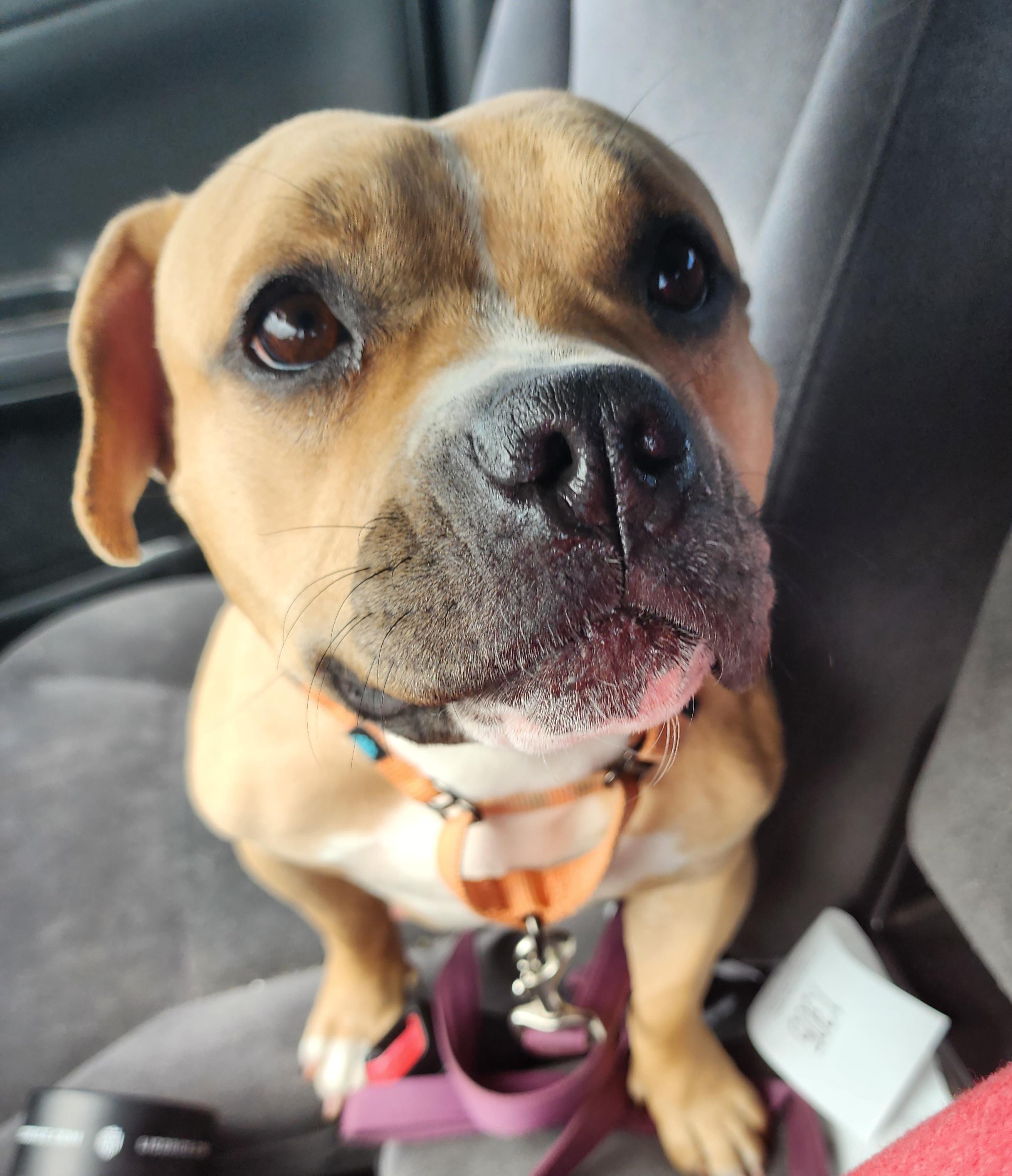 Enlarge Lottie, a ADOPTABLE mixed breed in East Peoria, IL image 2/5