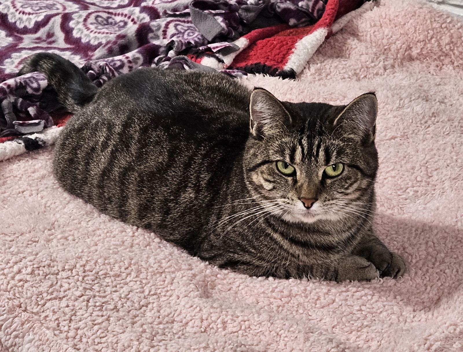 Enlarge Cass Elliot, a Adoptable Domestic Short Hair in Greenfield, IN image 1/3