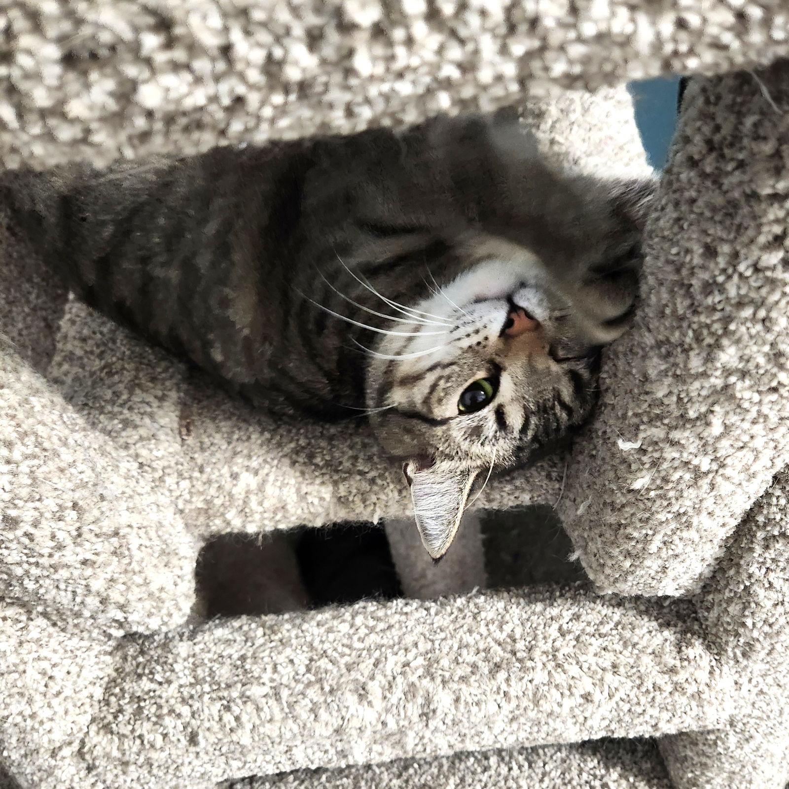 Cass Elliot, Adoptable, Young Female Domestic Short Hair.