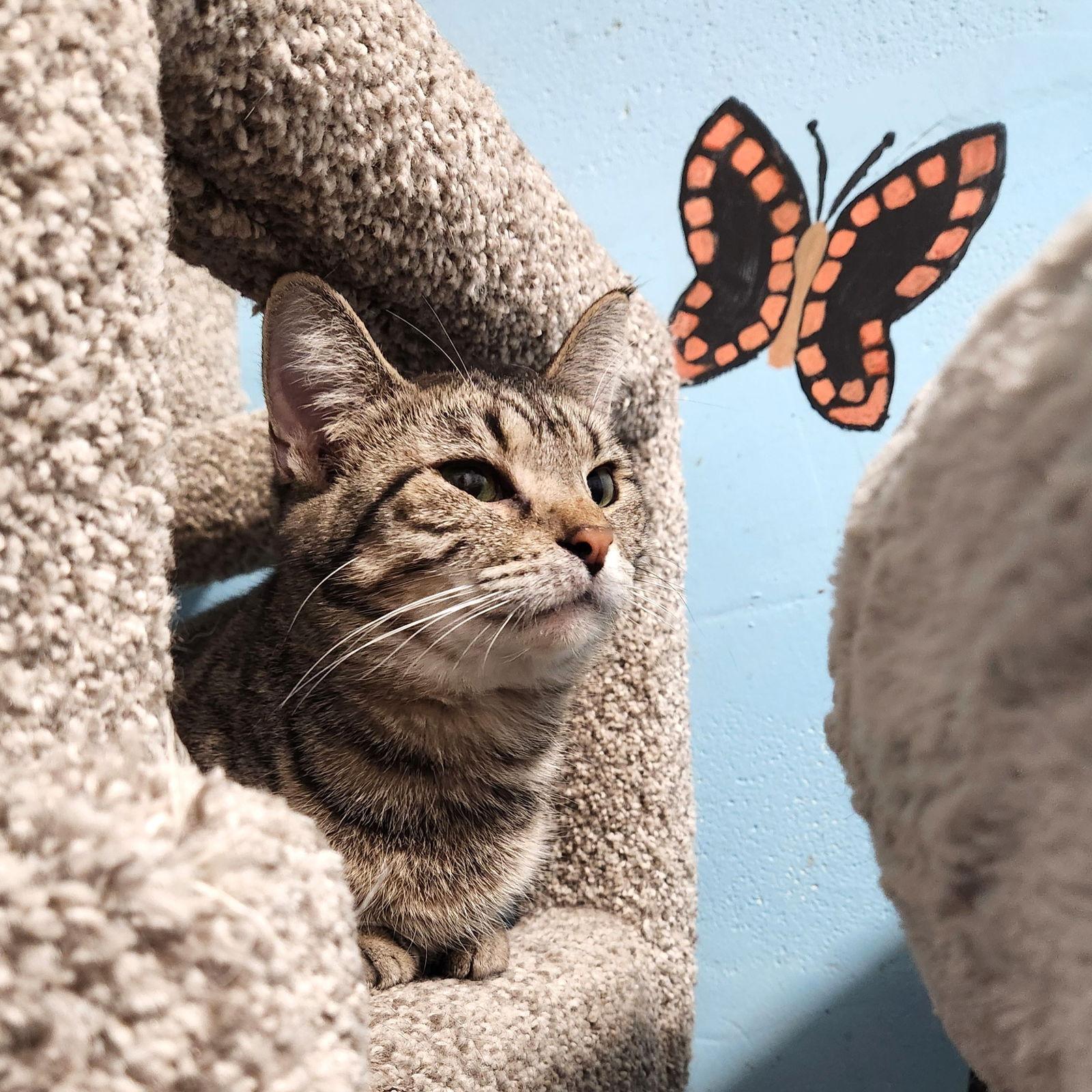 Enlarge Cass Elliot, a Adoptable Domestic Short Hair in Greenfield, IN image 3/3