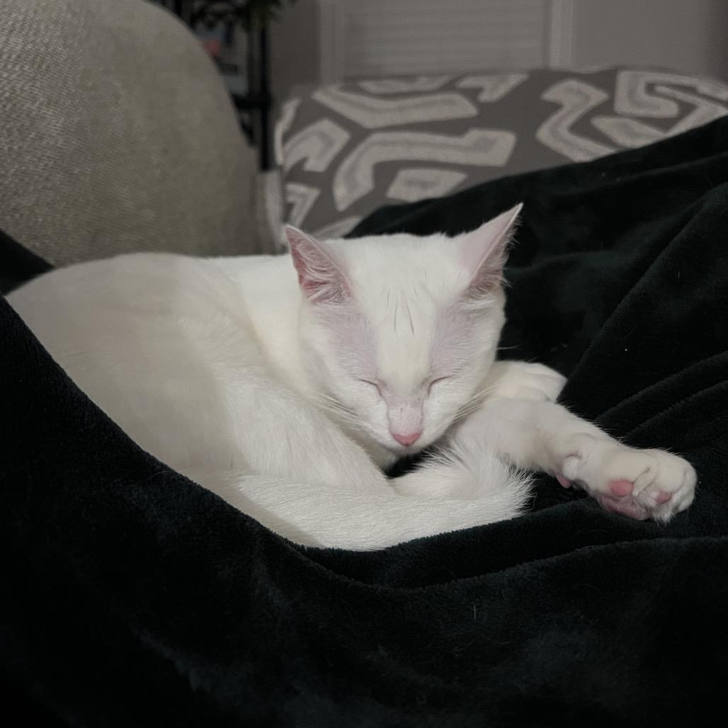 Princess, Adoptable, Adult Female Domestic Short Hair.