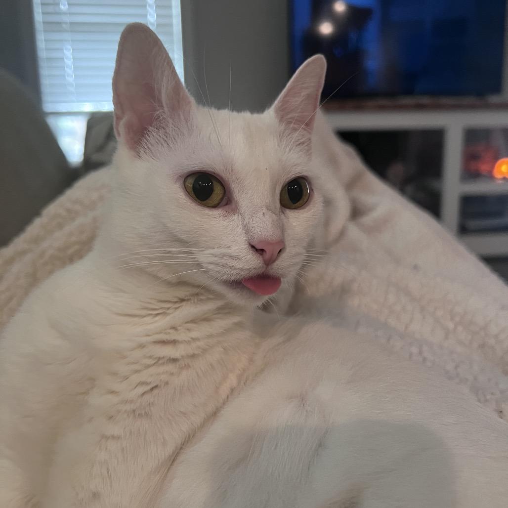 Enlarge Princess, a Adoptable Domestic Short Hair in Valdosta , GA image 2/6