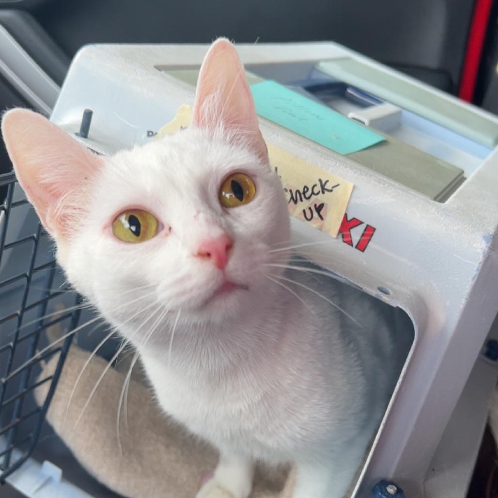 Enlarge Princess, a Adoptable Domestic Short Hair in Valdosta , GA image 3/6