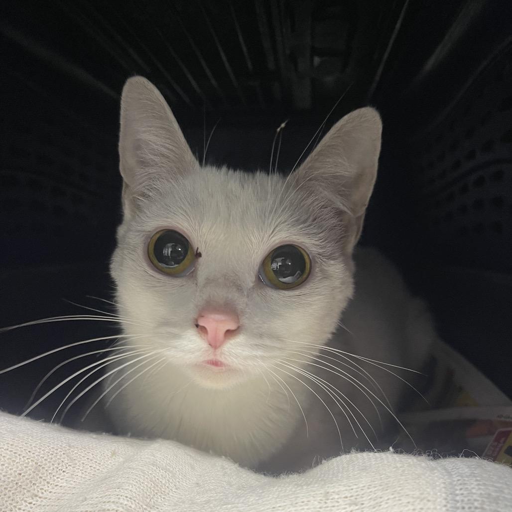 Enlarge Princess, a Adoptable Domestic Short Hair in Valdosta , GA image 5/6