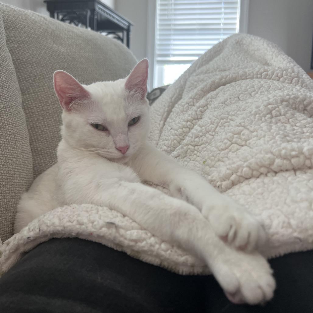 Enlarge Princess, a Adoptable Domestic Short Hair in Valdosta , GA image 6/6