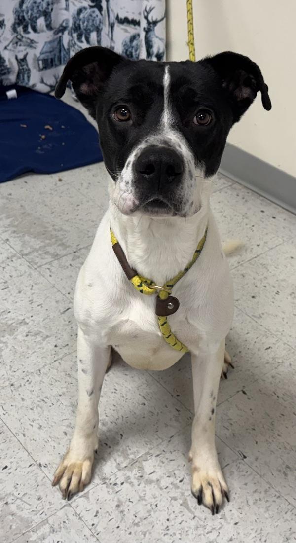 Enlarge *Sokka*, a Adoptable mixed breed in Salt Lake City, UT image 1/2