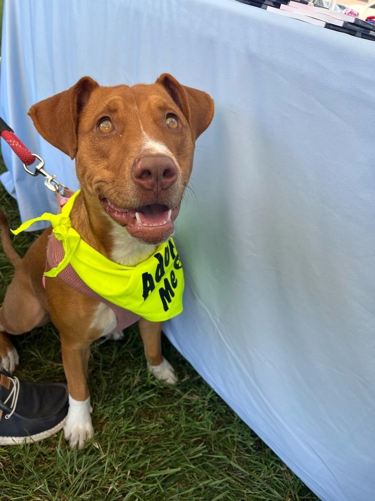 Enlarge Zaria, a Adoptable mixed breed in Pottstown, PA image 1/6