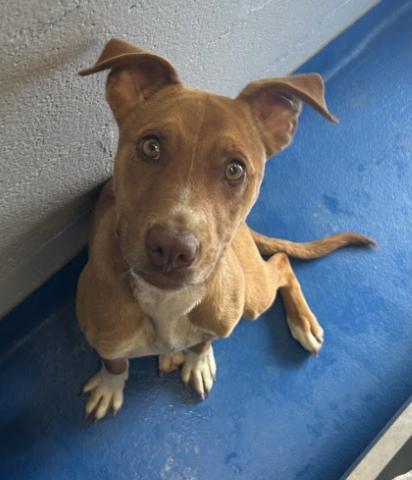 Enlarge Zaria, a Adoptable mixed breed in Pottstown, PA image 3/6