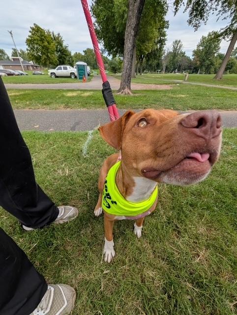 Enlarge Zaria, a Adoptable mixed breed in Pottstown, PA image 4/6