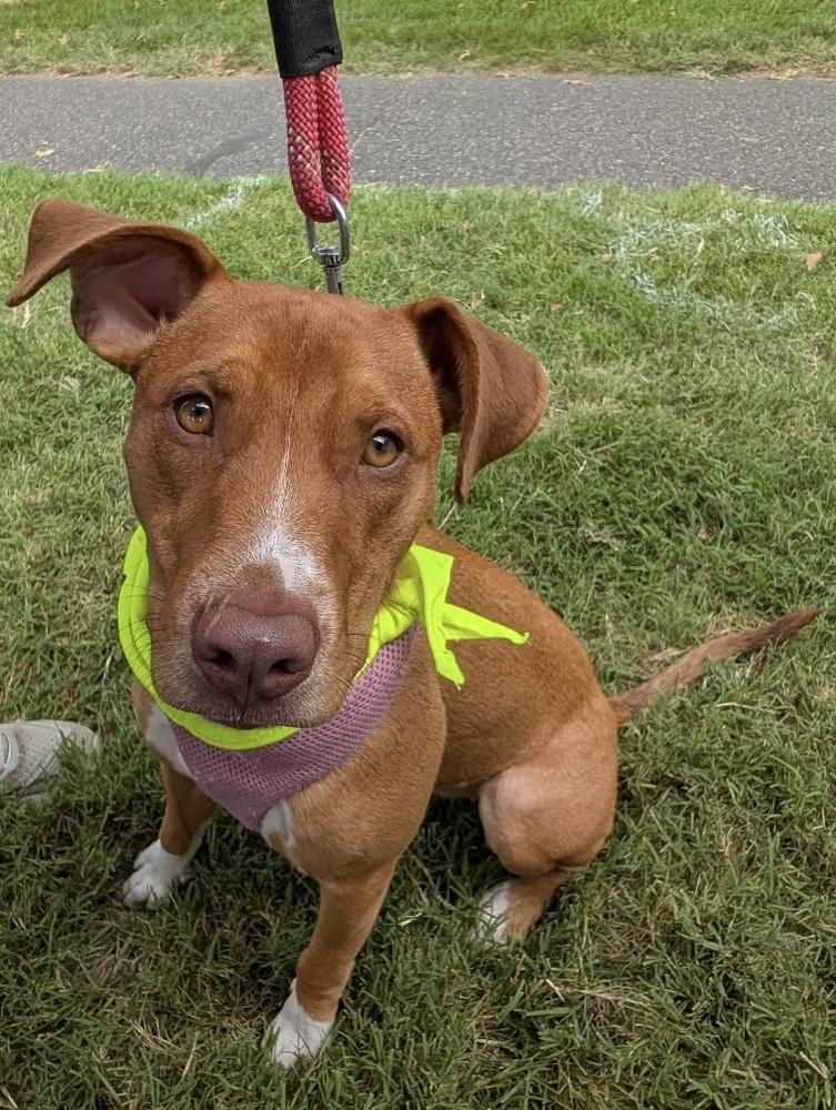 Enlarge Zaria, a Adoptable mixed breed in Pottstown, PA image 5/6