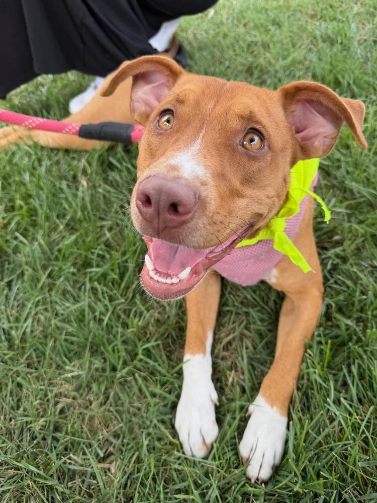 Enlarge Zaria, a Adoptable mixed breed in Pottstown, PA image 6/6