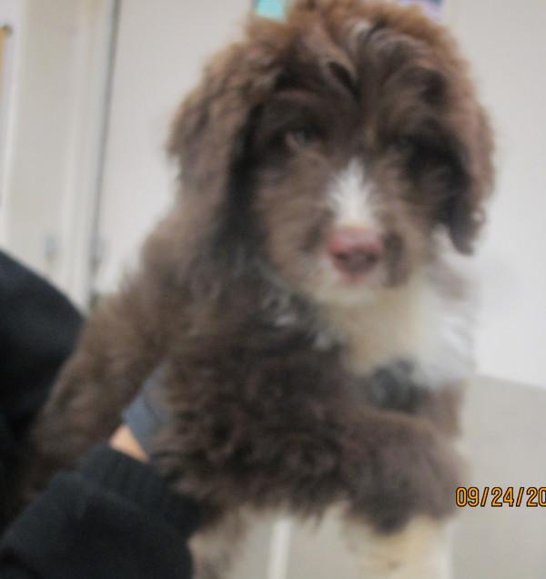 (503), Adoptable, Puppy Male Bernese Mountain Dog & Poodle.