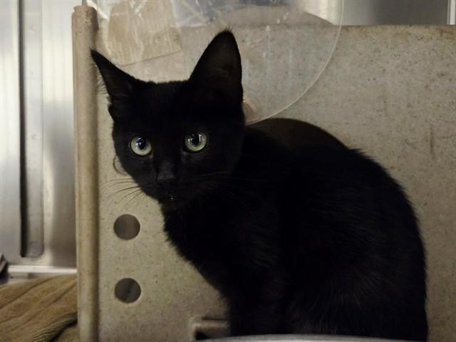 Enlarge SOMBRA, a Adoptable Domestic Short Hair in Martinez, CA image 1/1