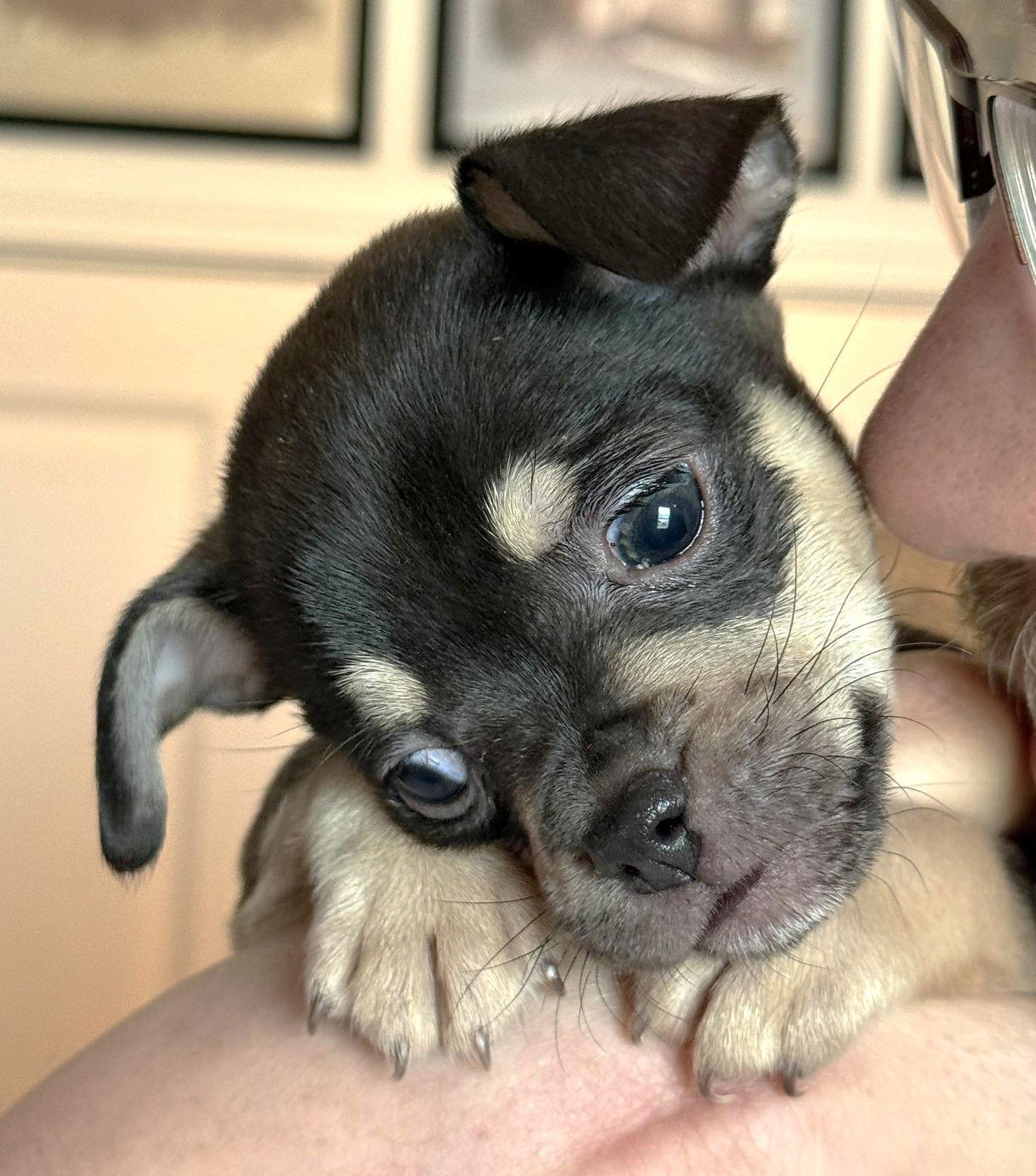 Enlarge Inigo Montoya TX, a Adopted mixed breed in Boonton, NJ image 1/3