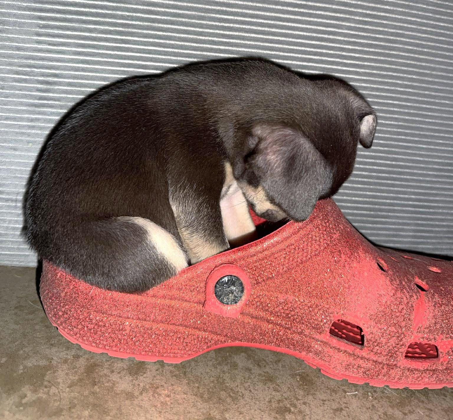 Enlarge Inigo Montoya TX, a Adopted mixed breed in Boonton, NJ image 2/3