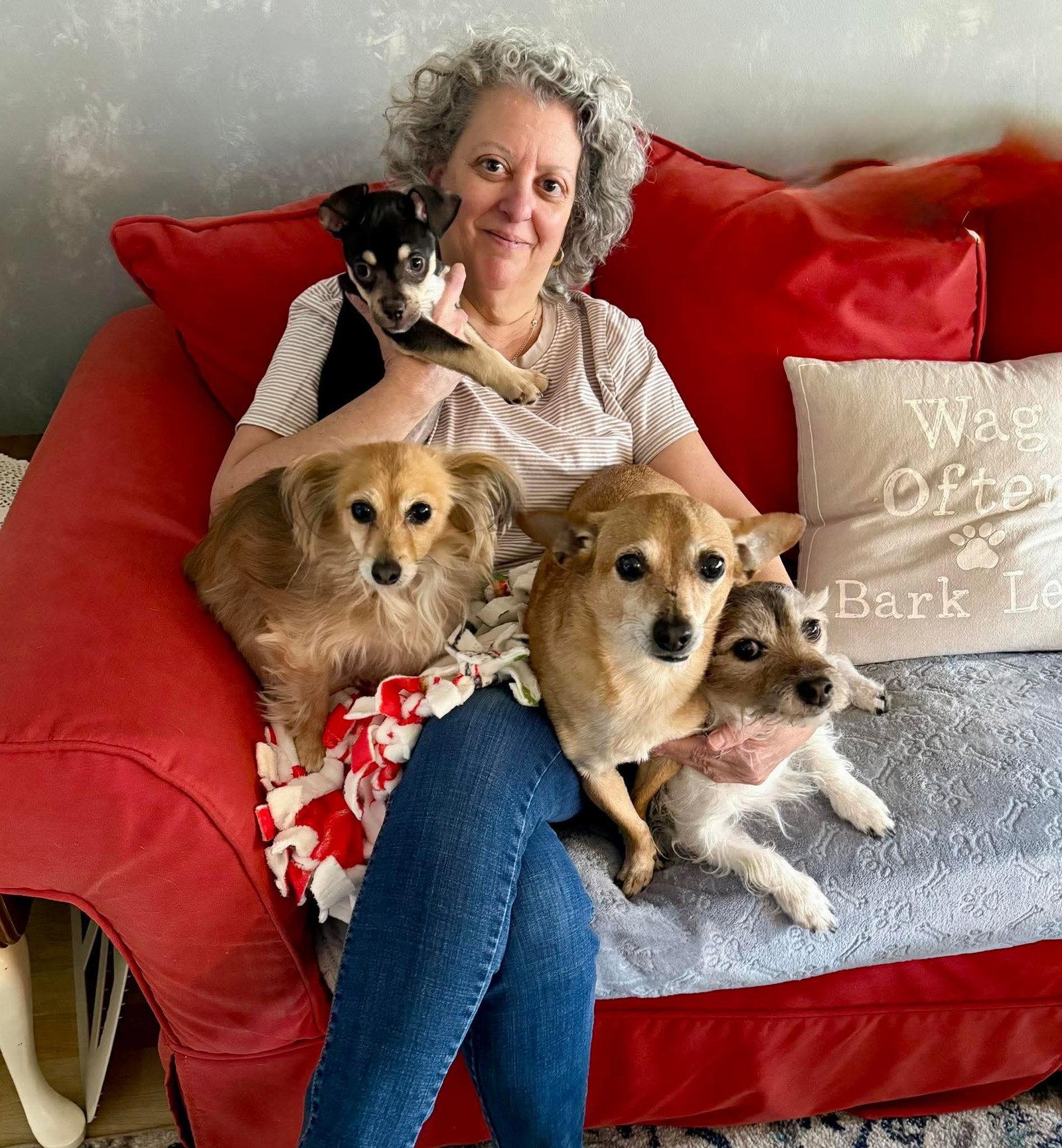 Enlarge Inigo Montoya TX, a Adopted mixed breed in Boonton, NJ image 3/3