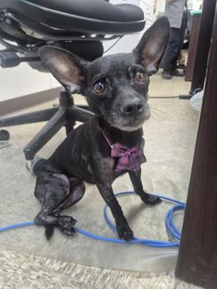 Athena, ADOPTABLE, Adult Female Chihuahua.