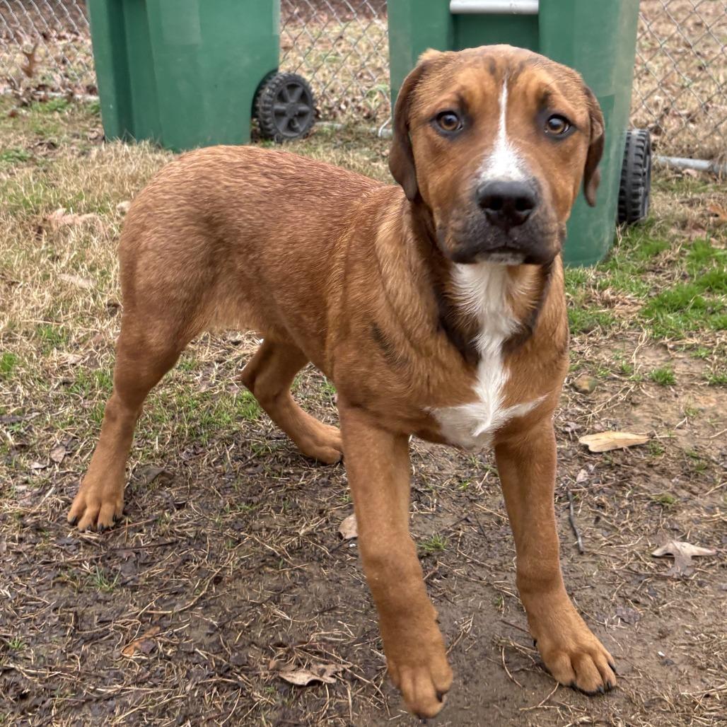 Eliza, Adoptable, Young Female Hound.