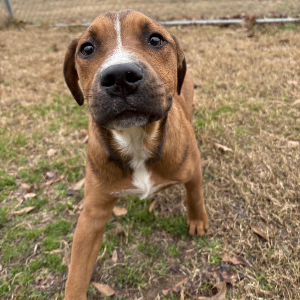 Eliza, a Adoptable mixed breed in Cabot, AR image 2/4