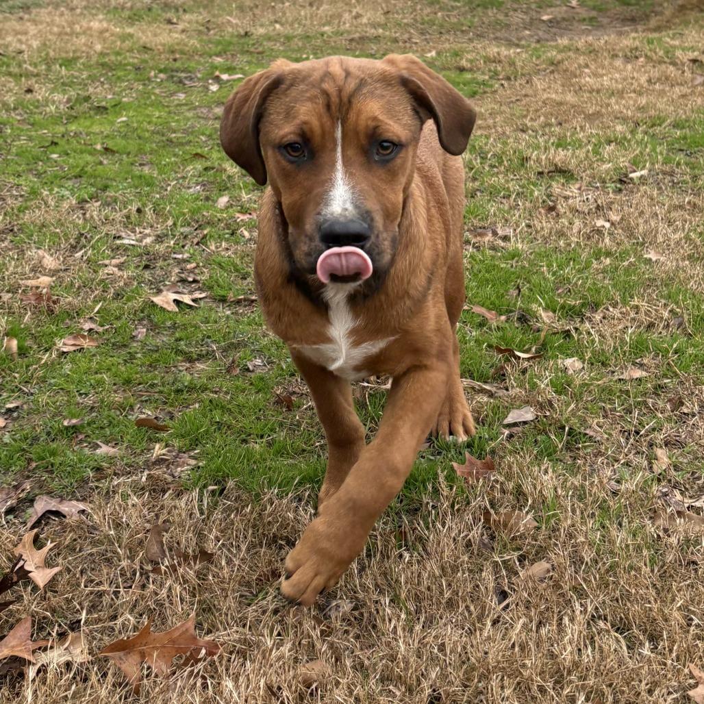 Eliza, a Adoptable mixed breed in Cabot, AR image 3/4