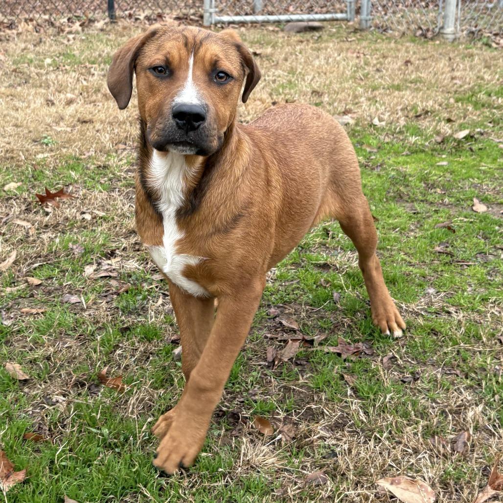 Eliza, a Adoptable mixed breed in Cabot, AR image 4/4