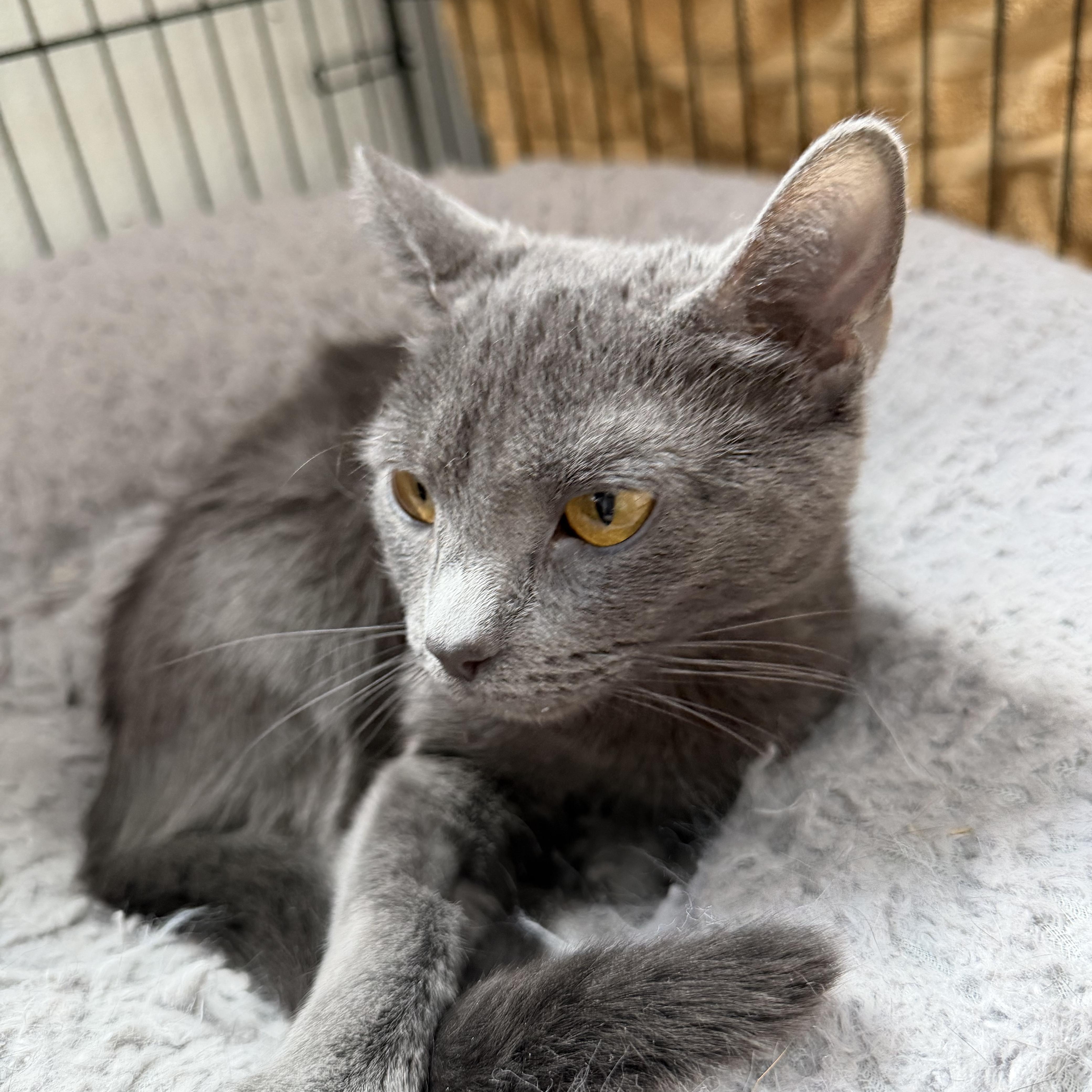 Newbie, a ADOPTABLE Domestic Short Hair in Estes Park, CO image 2/2