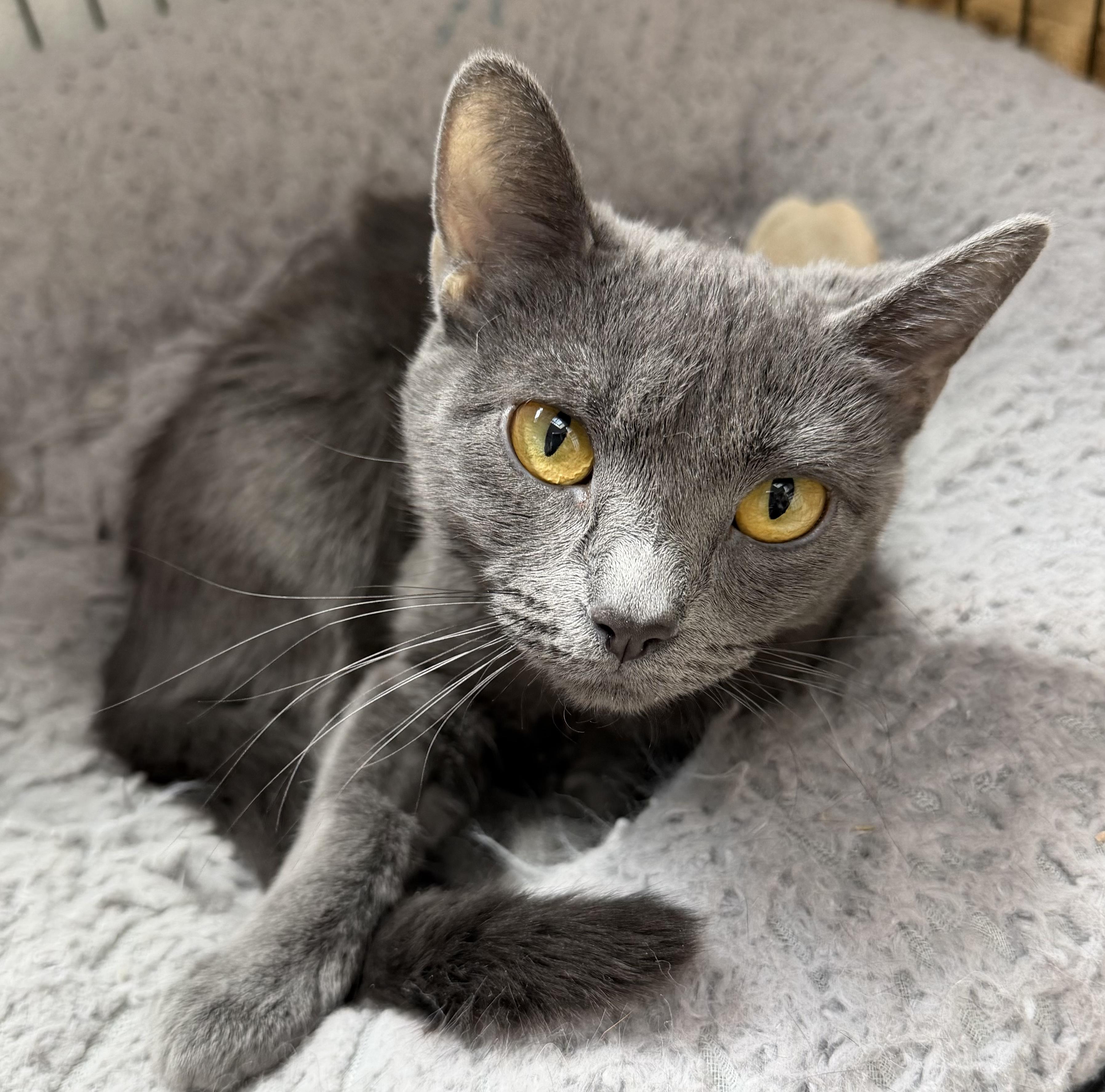 Newbie, ADOPTABLE, Young Female Domestic Short Hair.