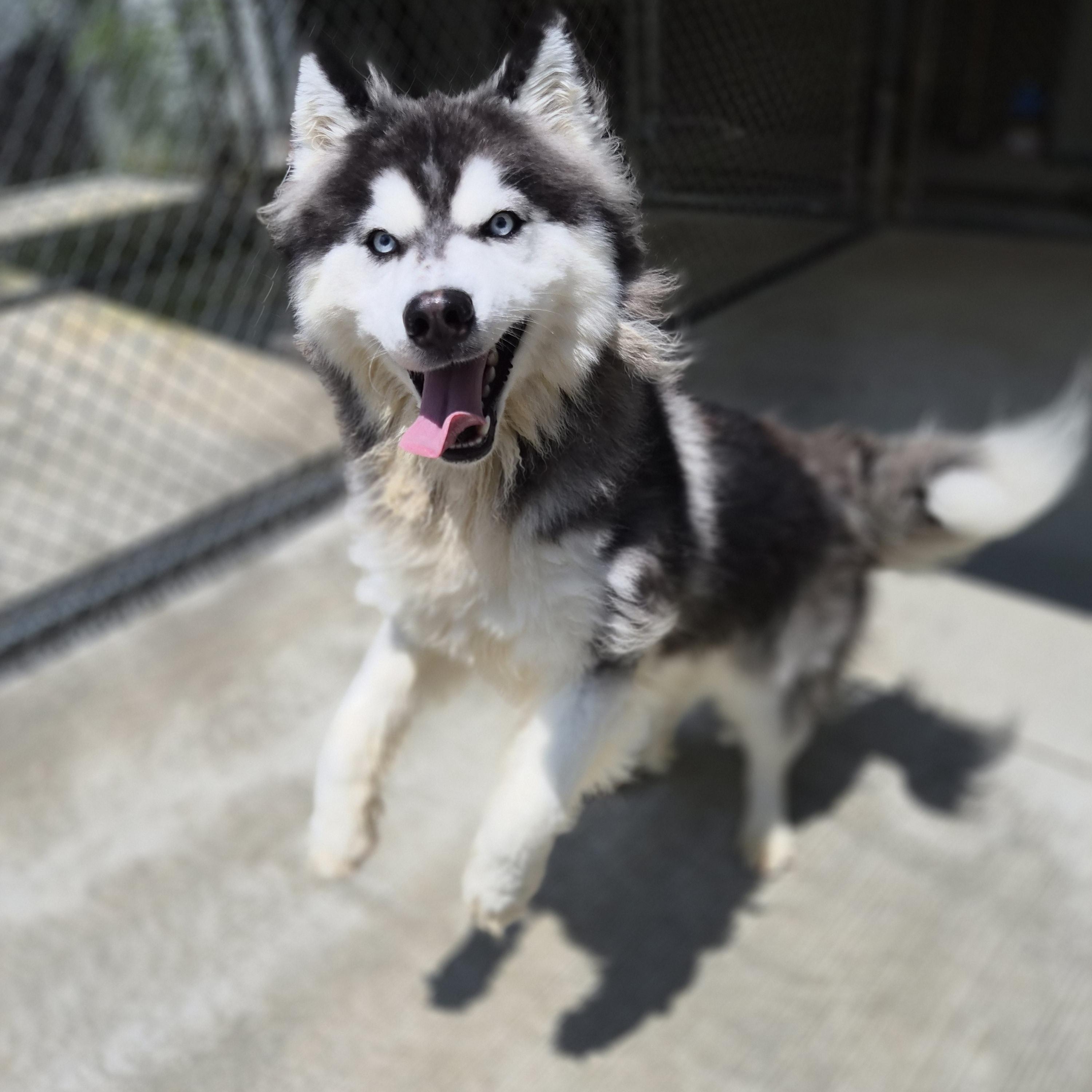 Enlarge Bruce, an adopted mixed breed in Cornelius, NC image 2/6