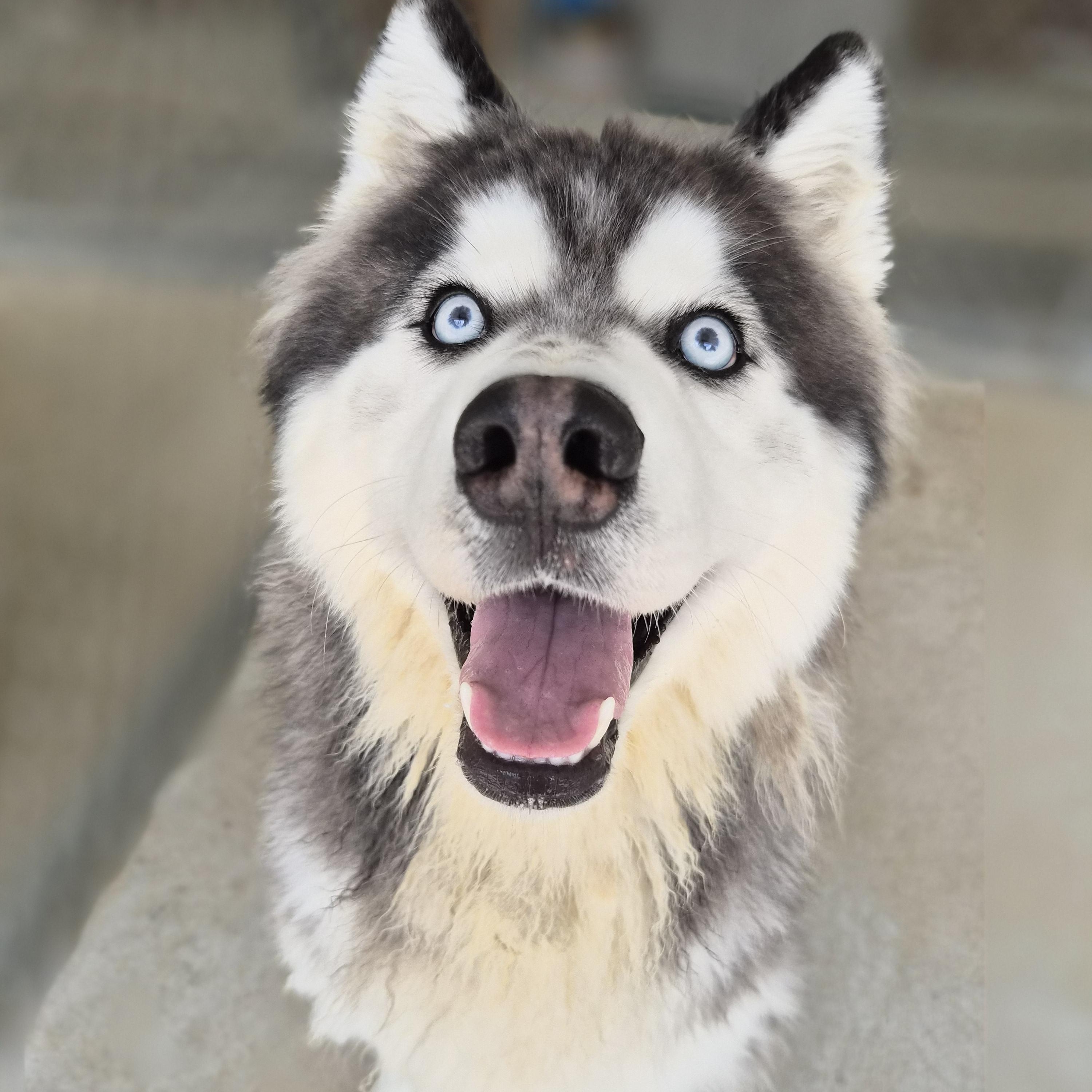 Enlarge Bruce, an adopted mixed breed in Cornelius, NC image 1/6